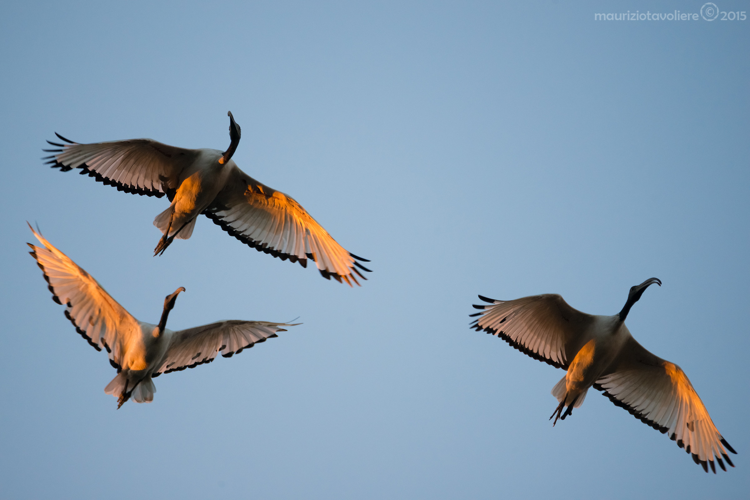 Ibis sacri in volo al tramonto ..