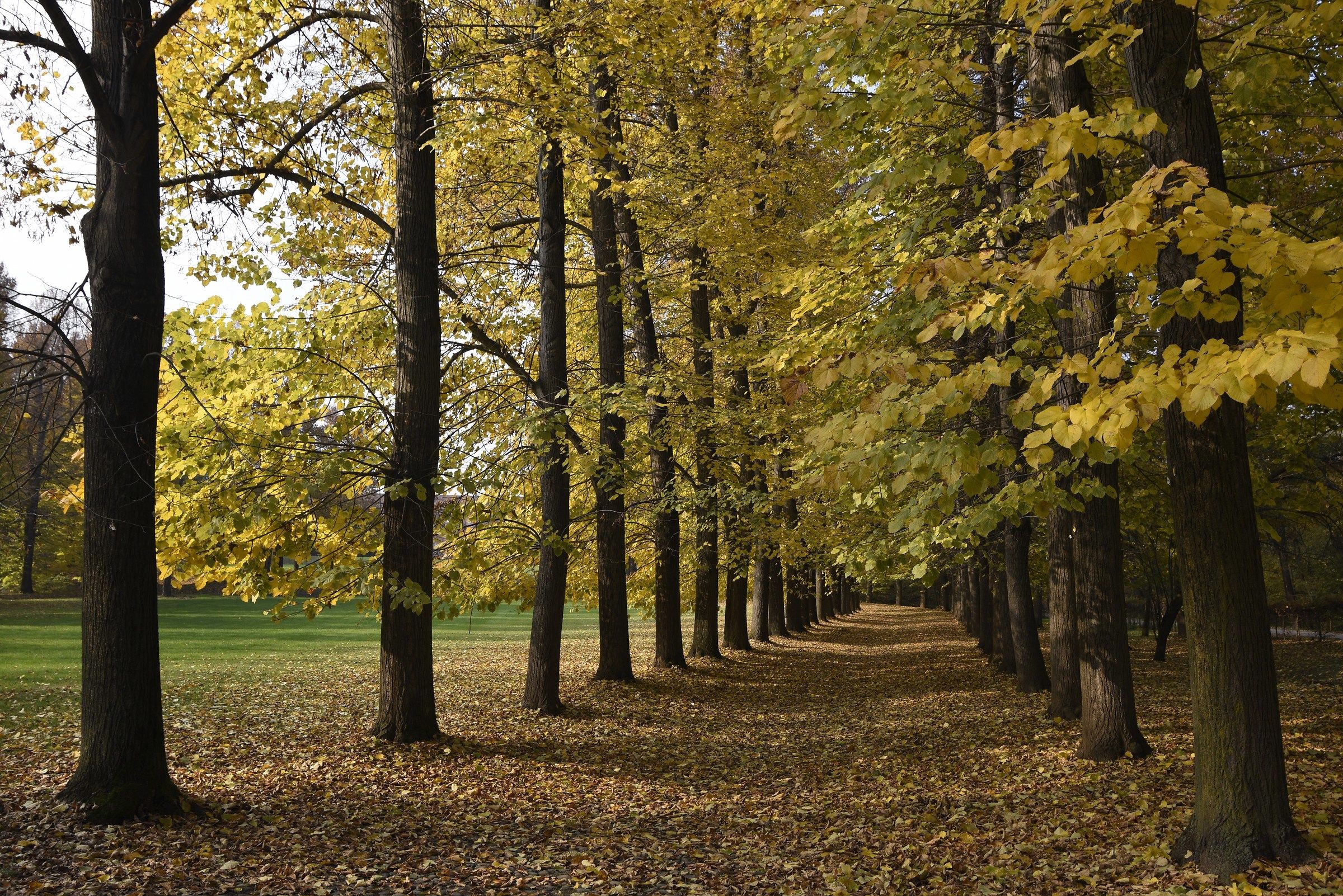 Warm colors of autumn