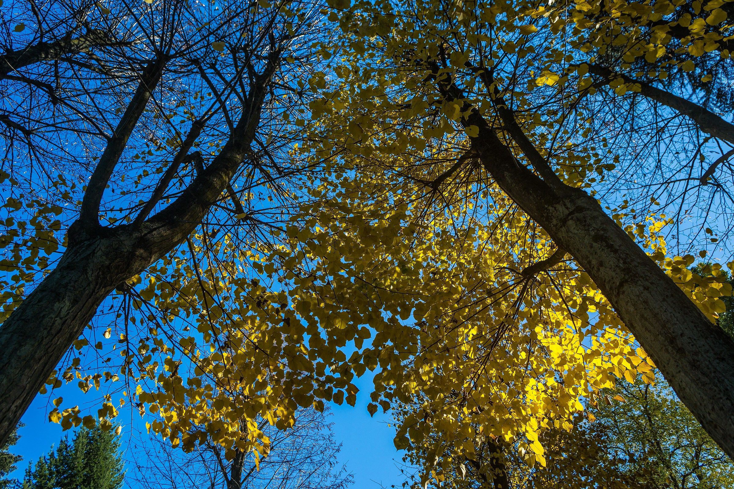 I colori dell'autunno