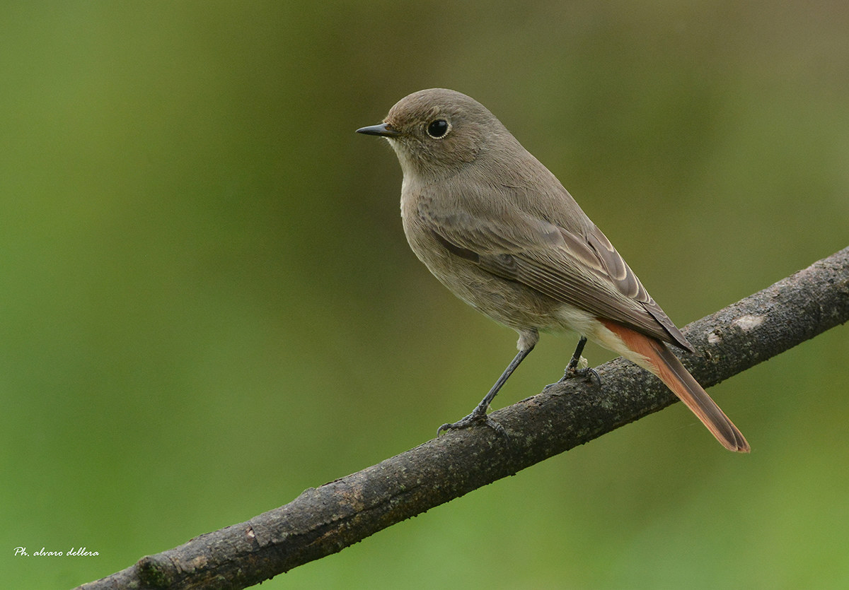 black redstart sissy