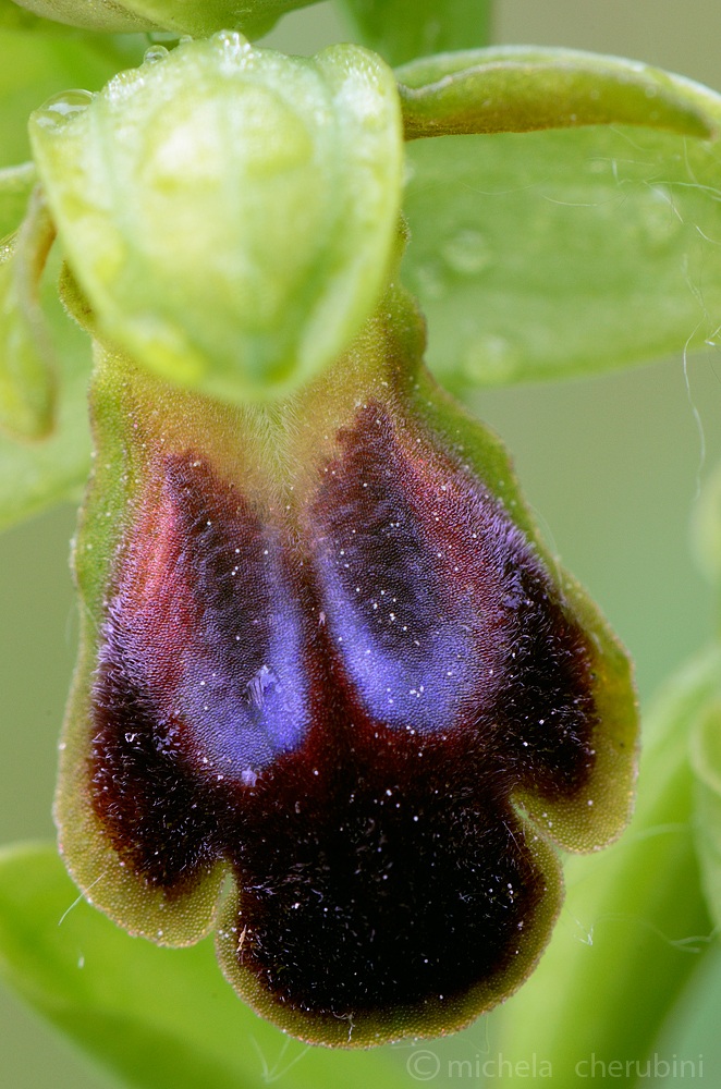 ophrys fusca