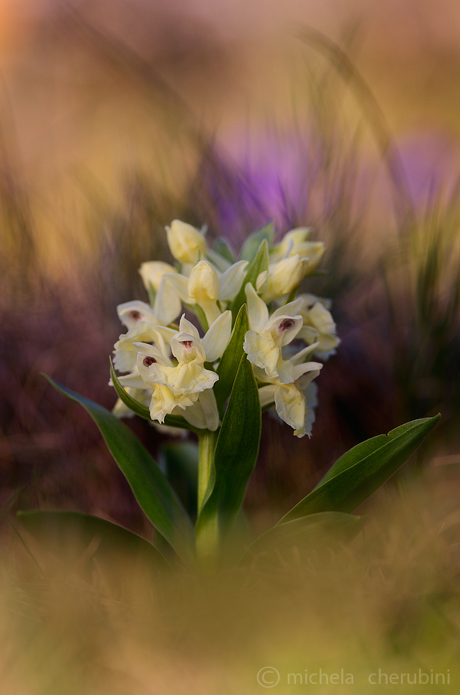dactylorhiza sambucina