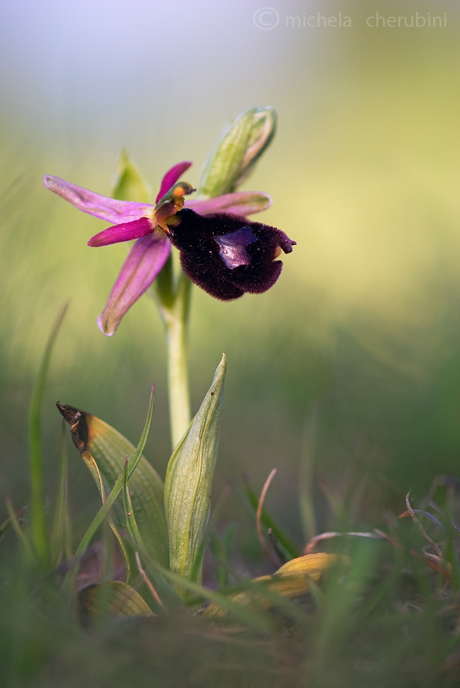 ophrys bertolonii