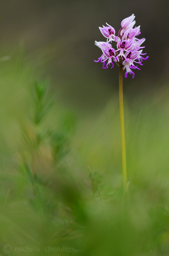 orchis simia