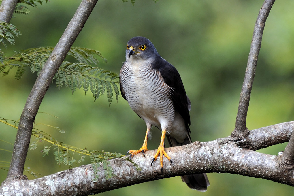 sparrowhawk