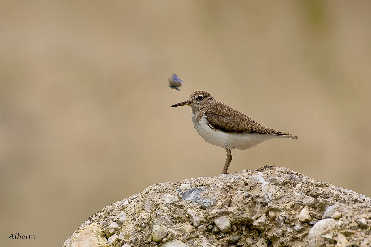 Piro Piro with small butterfly