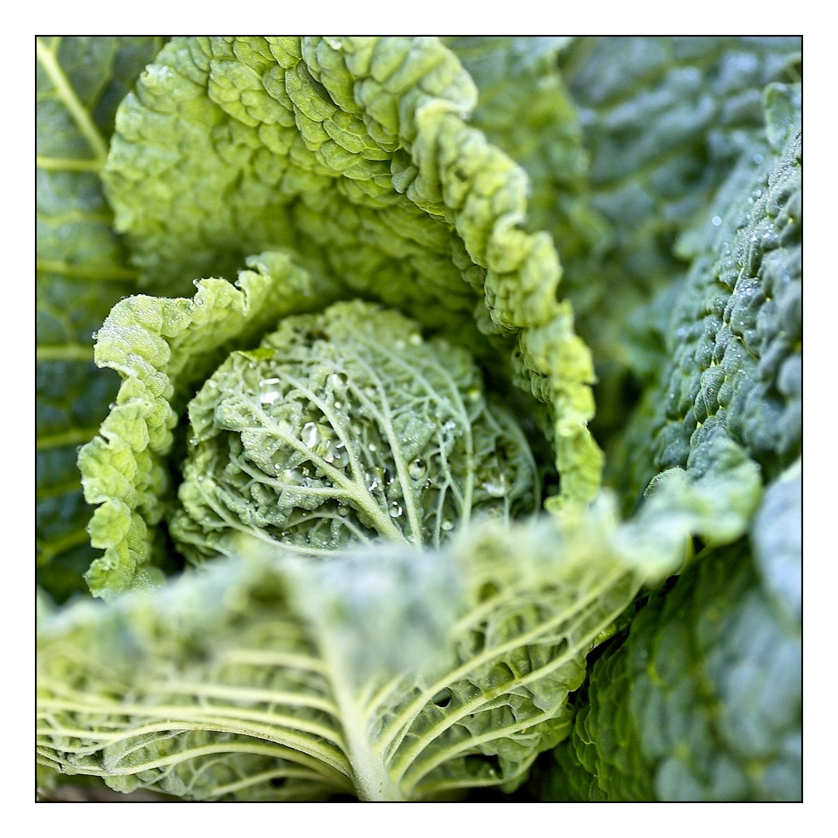 fresh vegetables from my garden-01