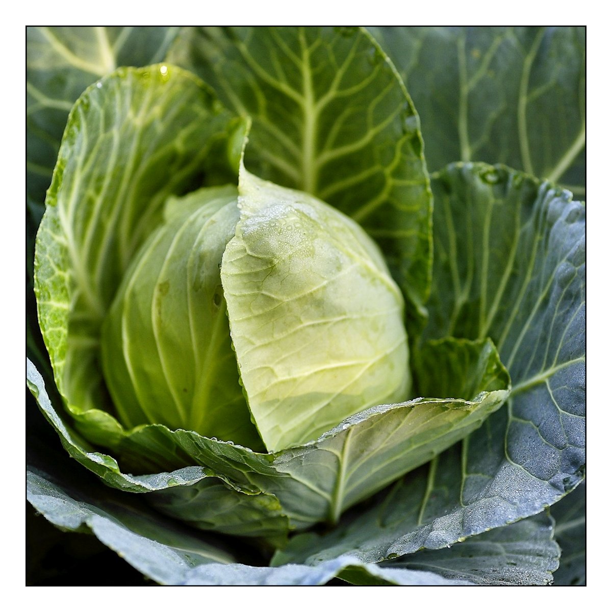 fresh vegetables from my garden-02