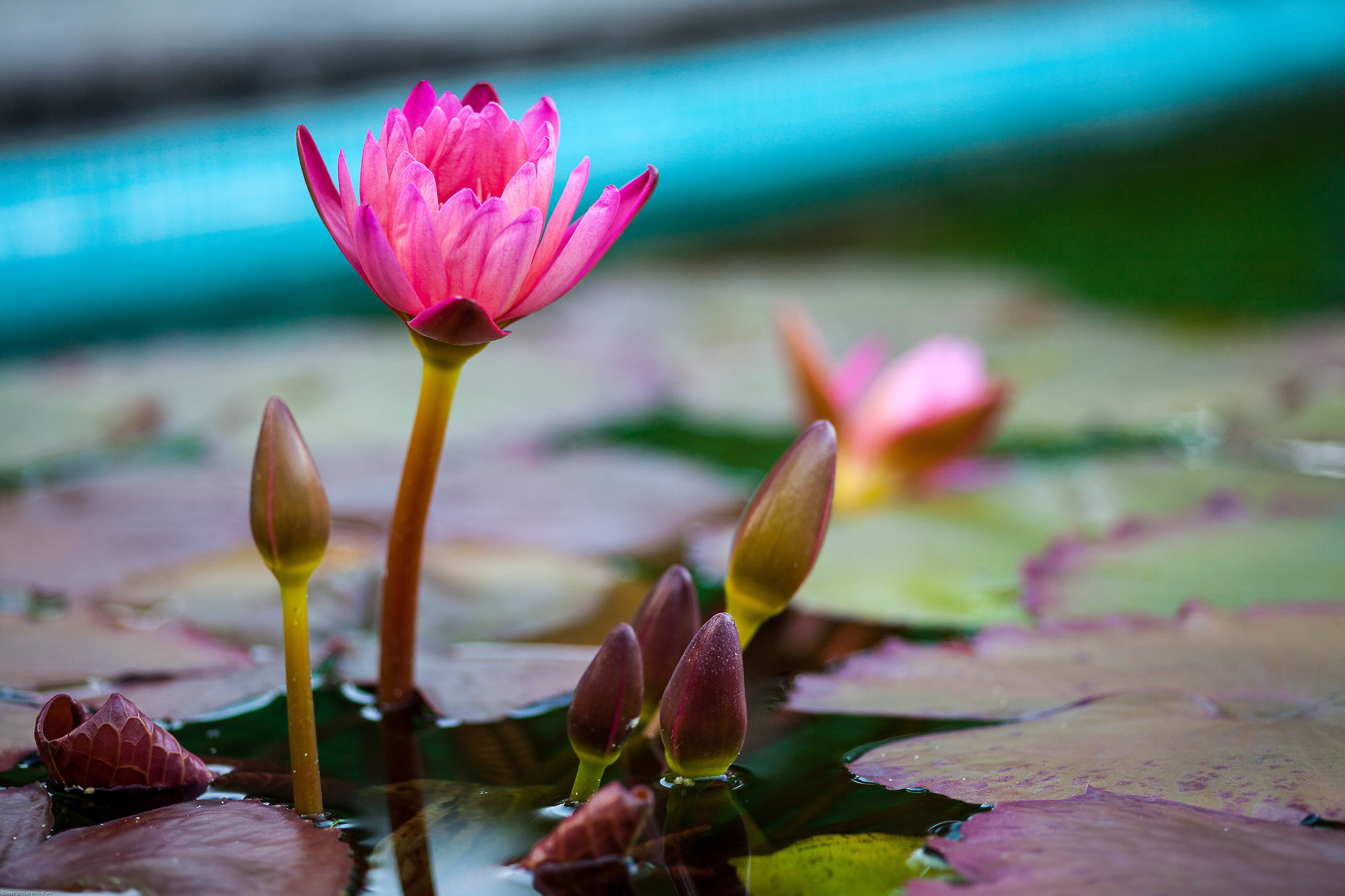 Lotus flower