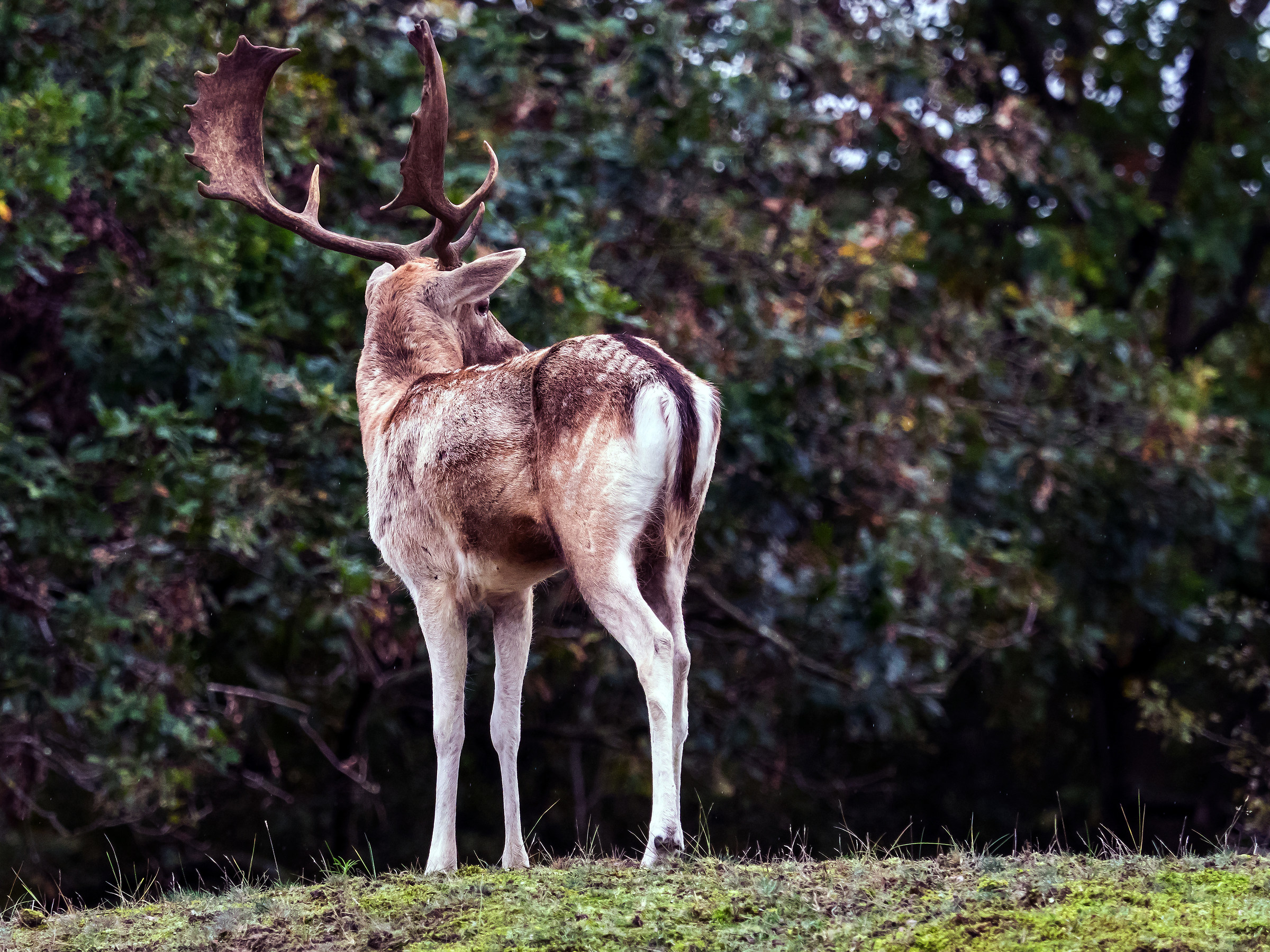 Damherten bronst a de AWD