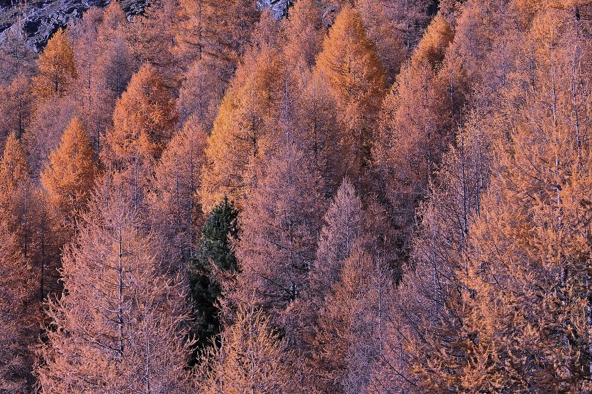 Autumn in the Engadine