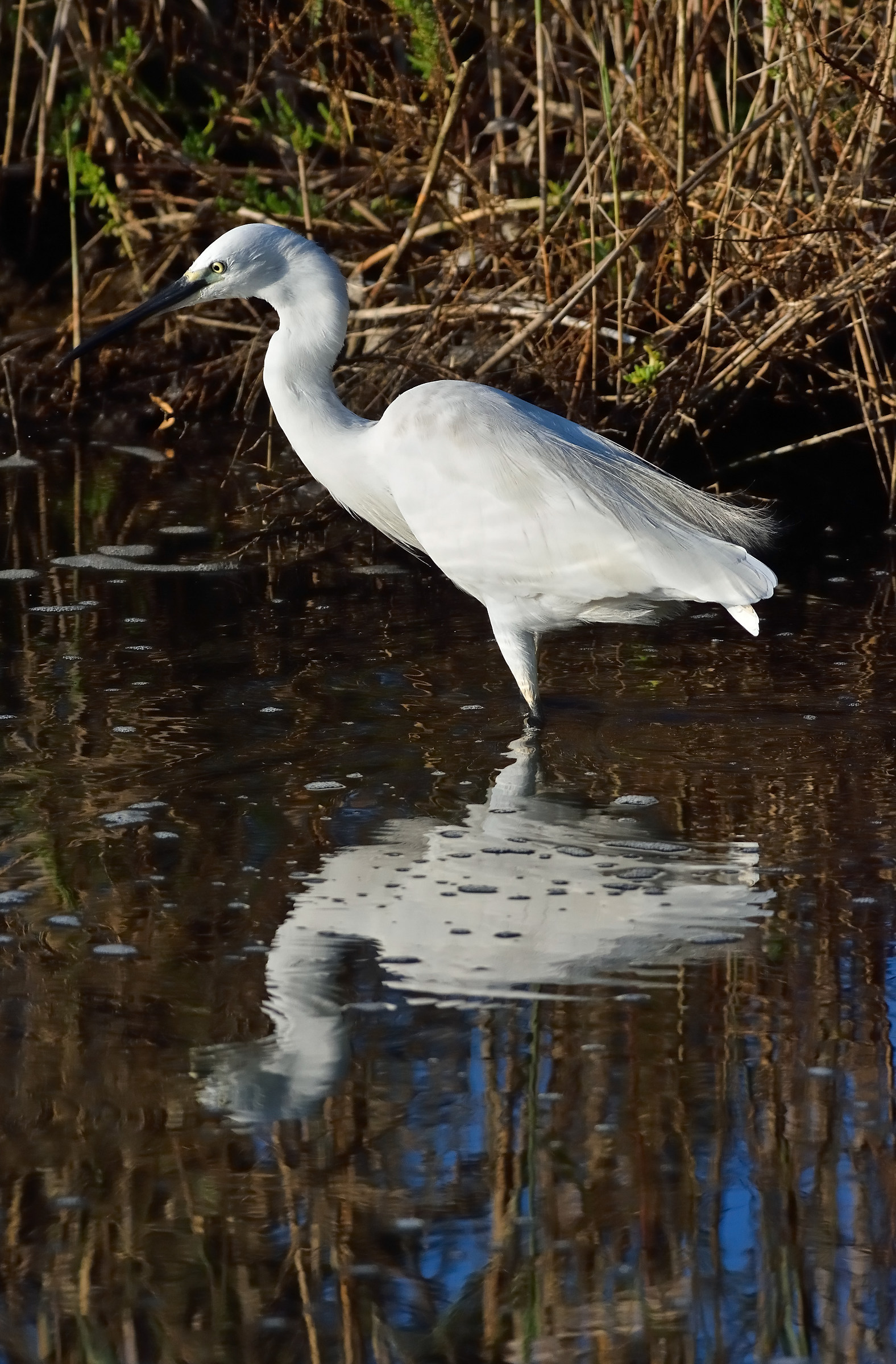 Egret at sunset