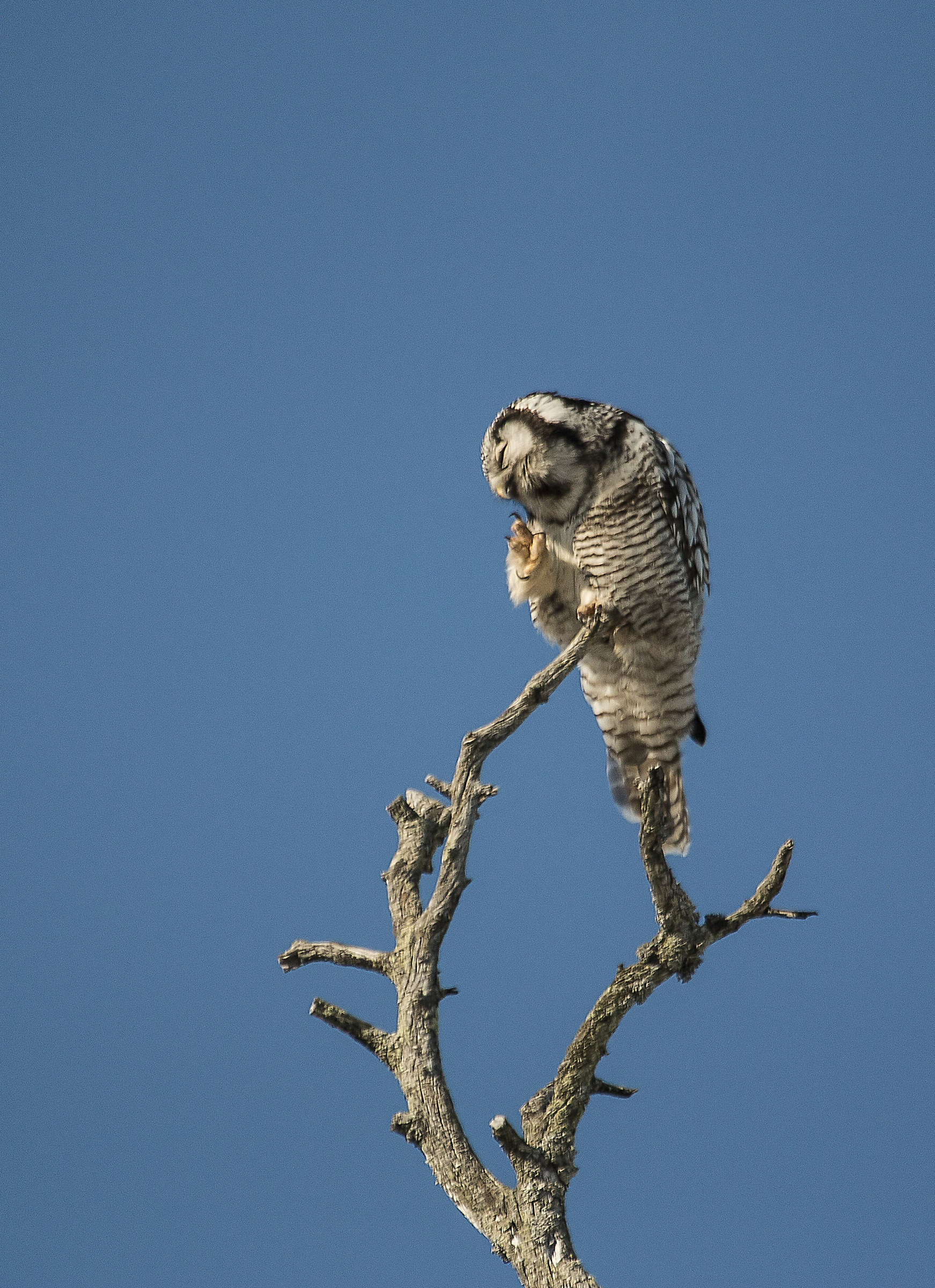 hawk owl