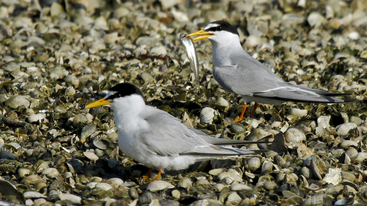 A pair of Fraticelli