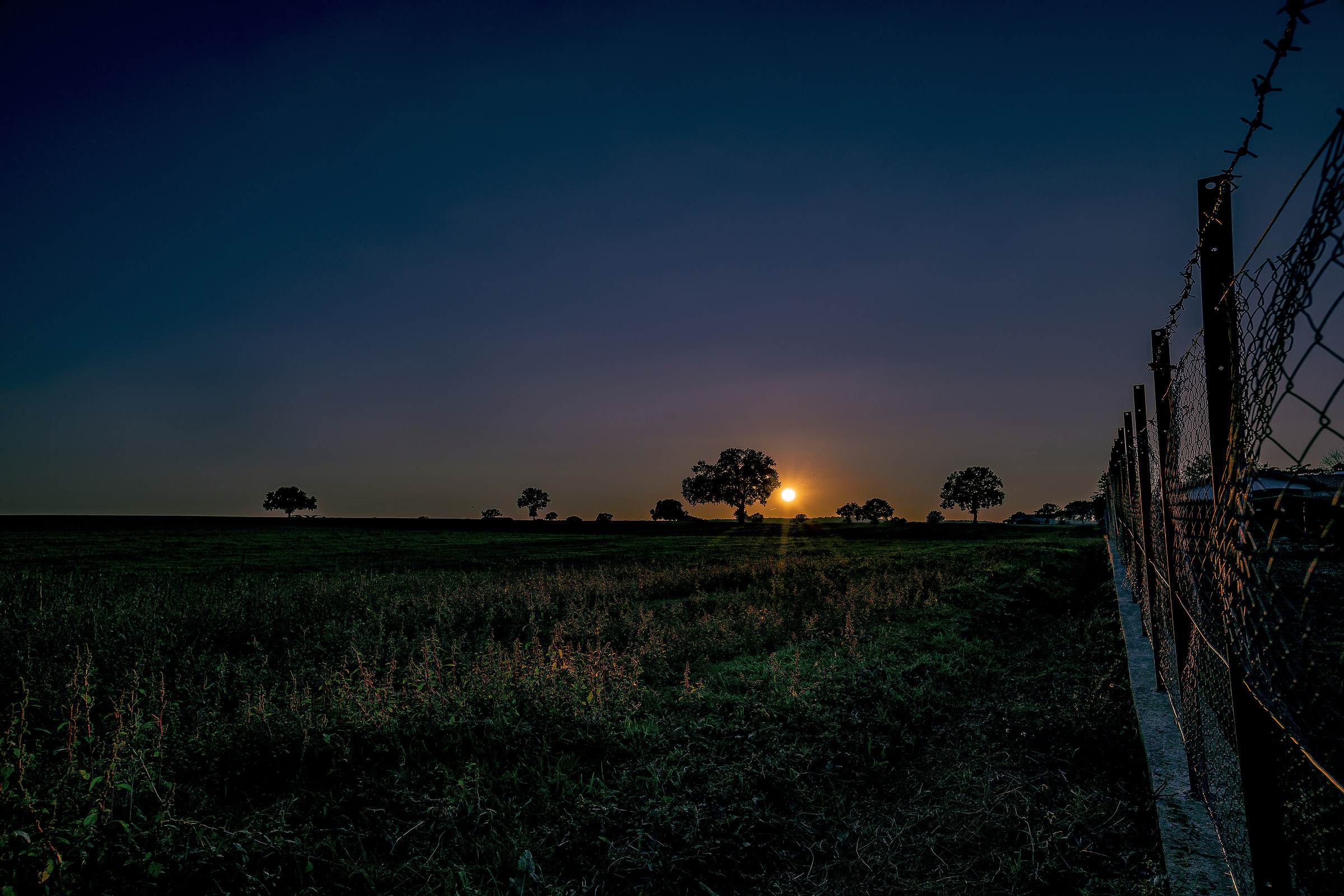 Tramonto con albero in penombra