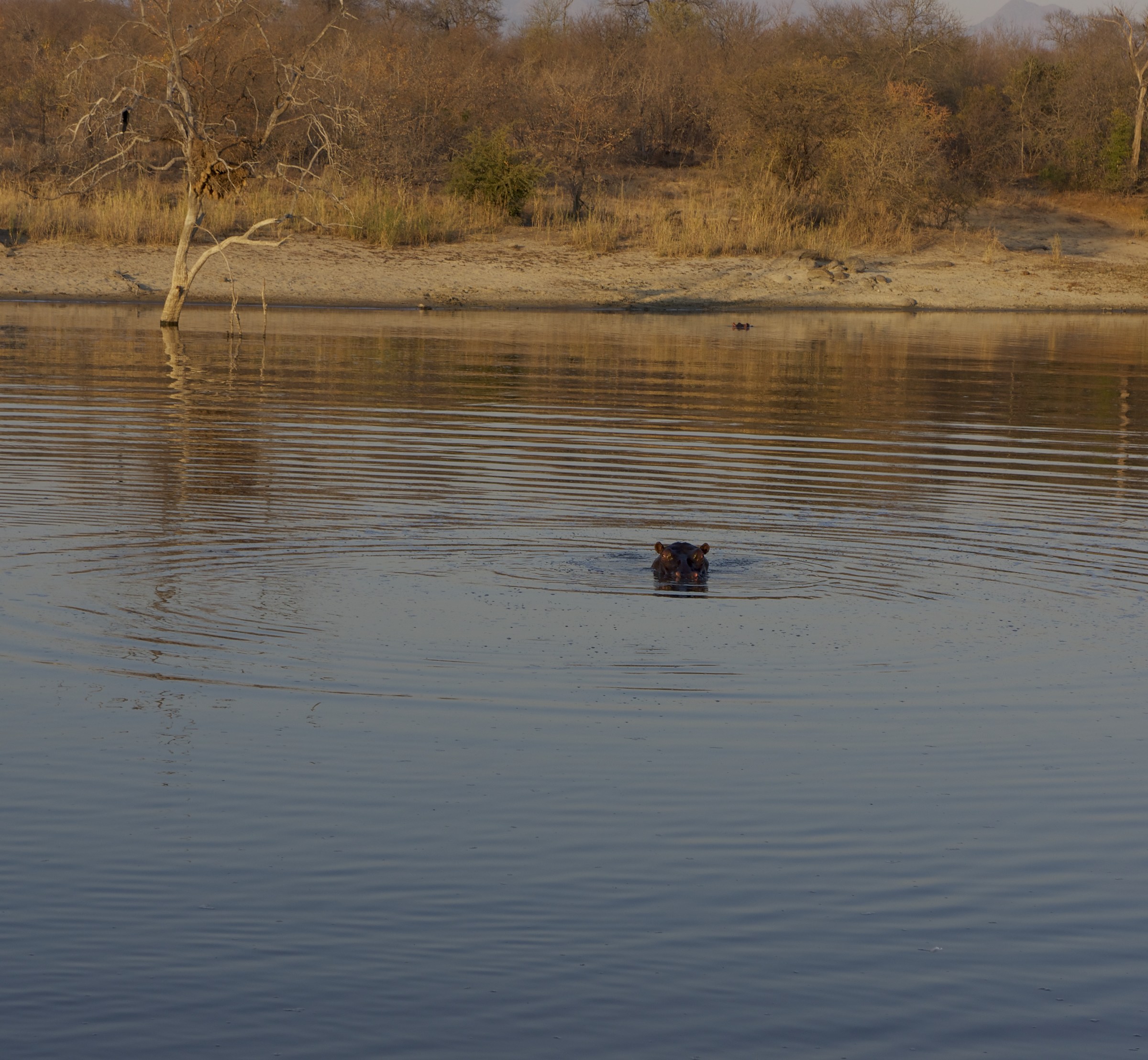 africa hippo