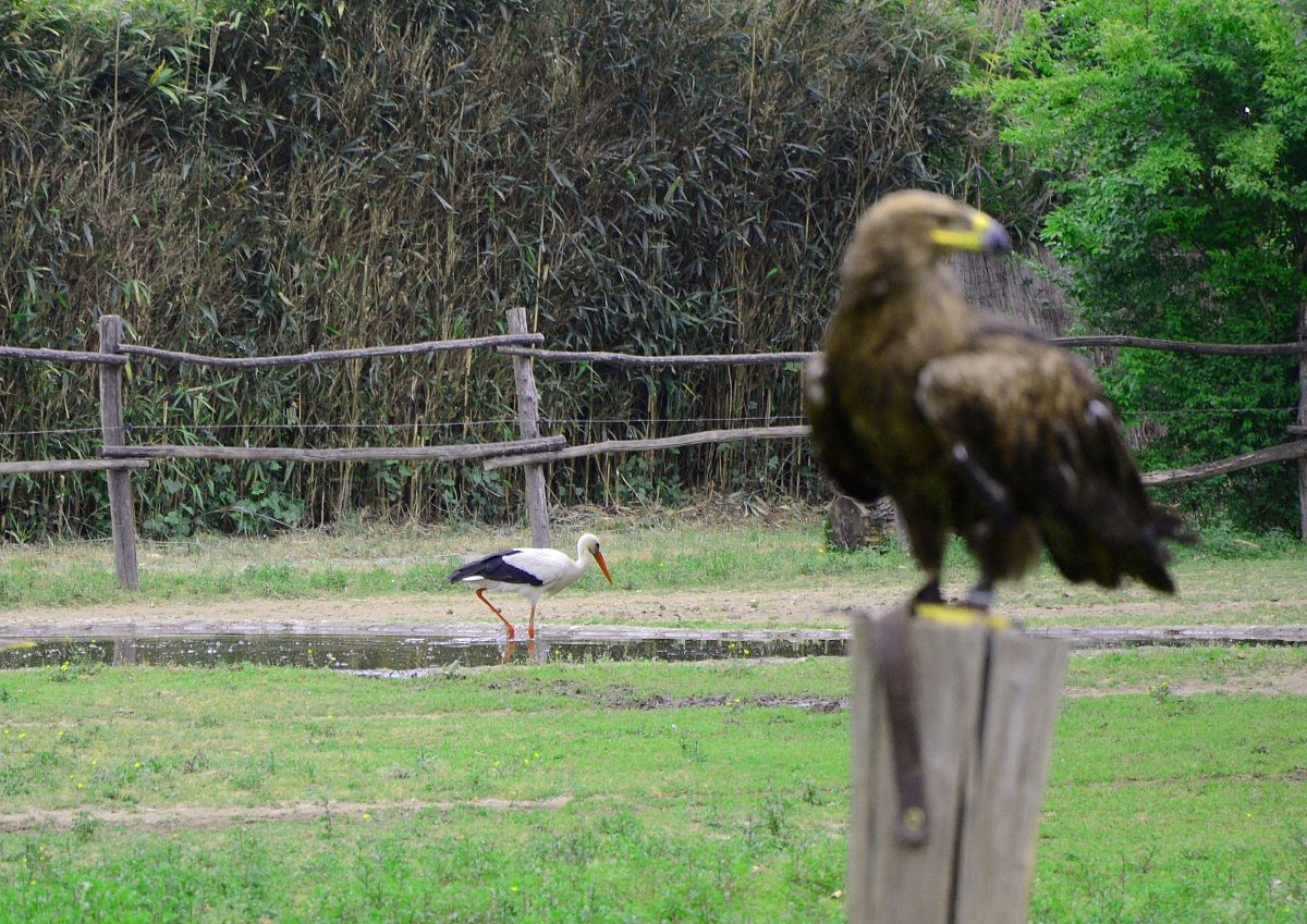 Fotografia naturalistica