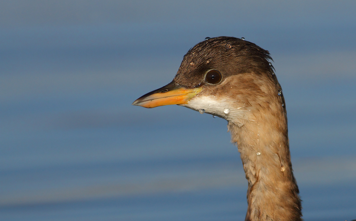 Little Grebe