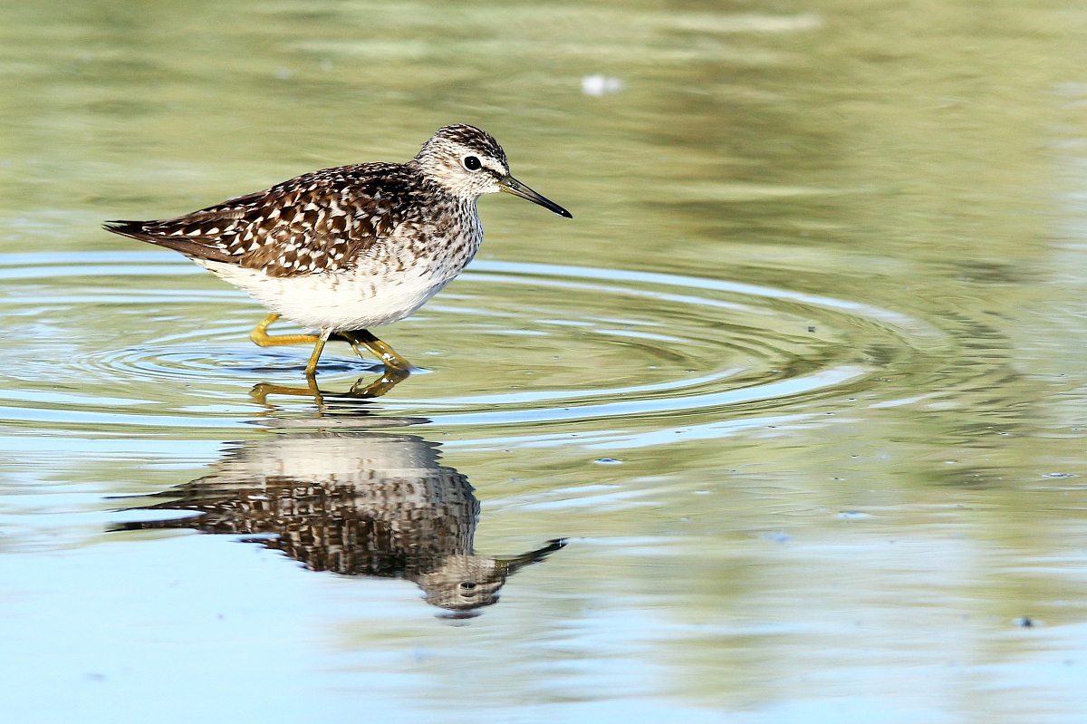 Piro Piro Boschereccio