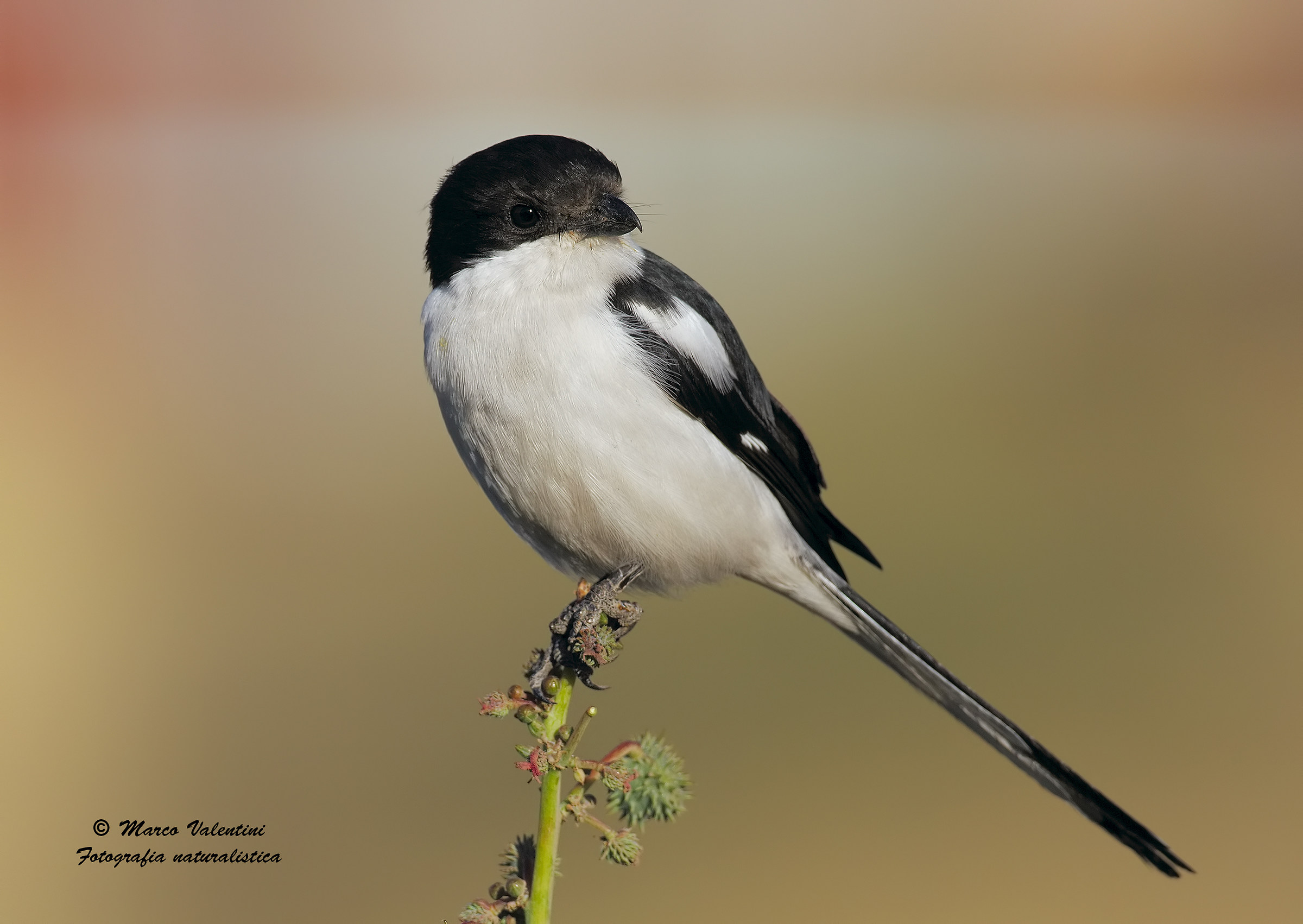 Having her on the stem - 2