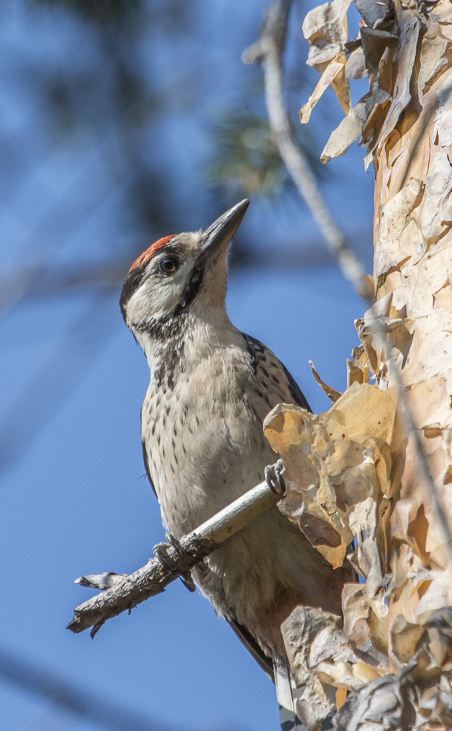 great spotted woodpecker