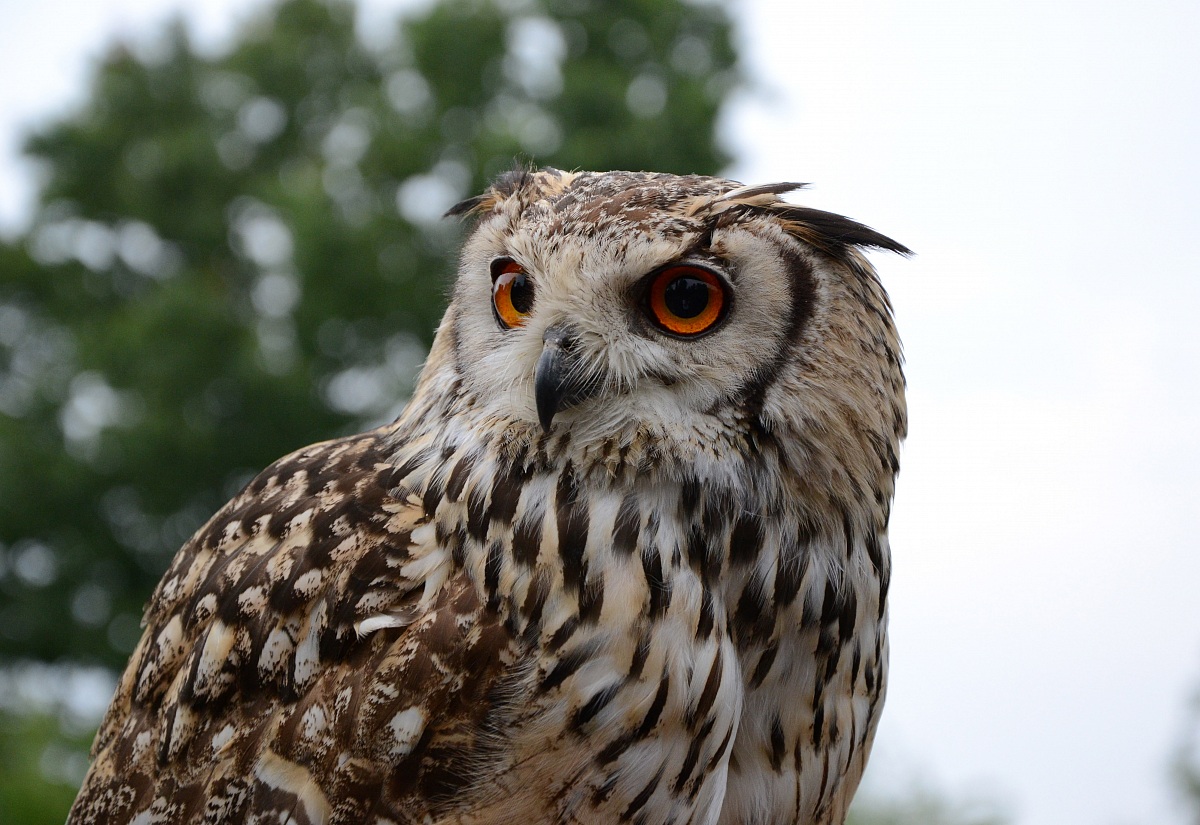 Fotografia naturalistica