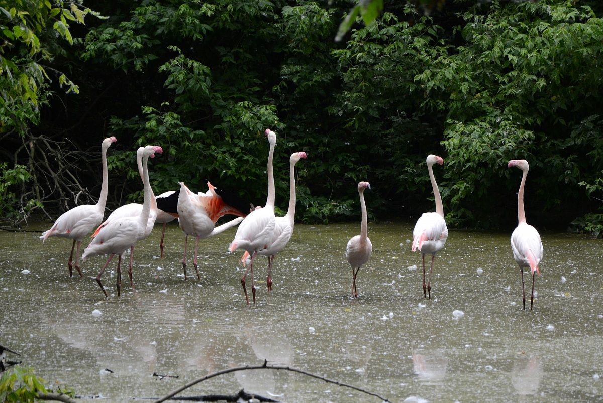 Fotografia naturalistica
