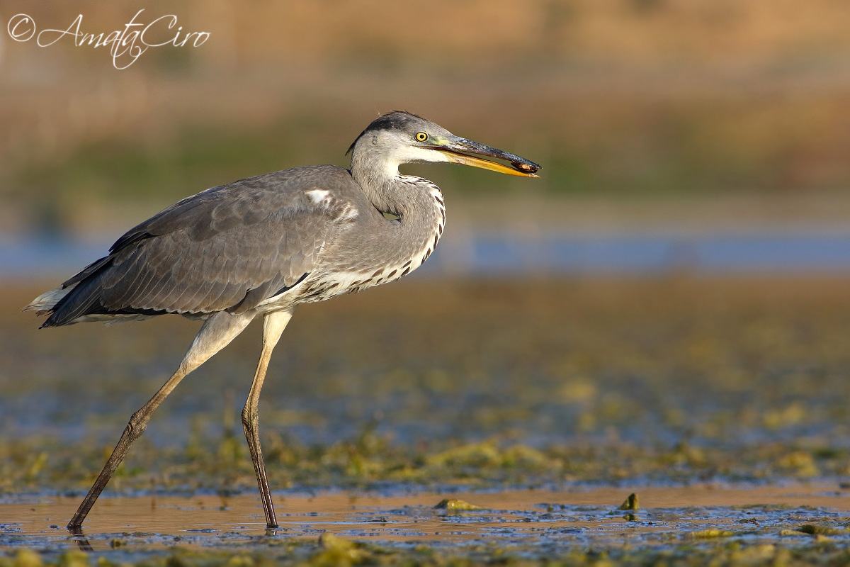 Cenerino con bocconcino