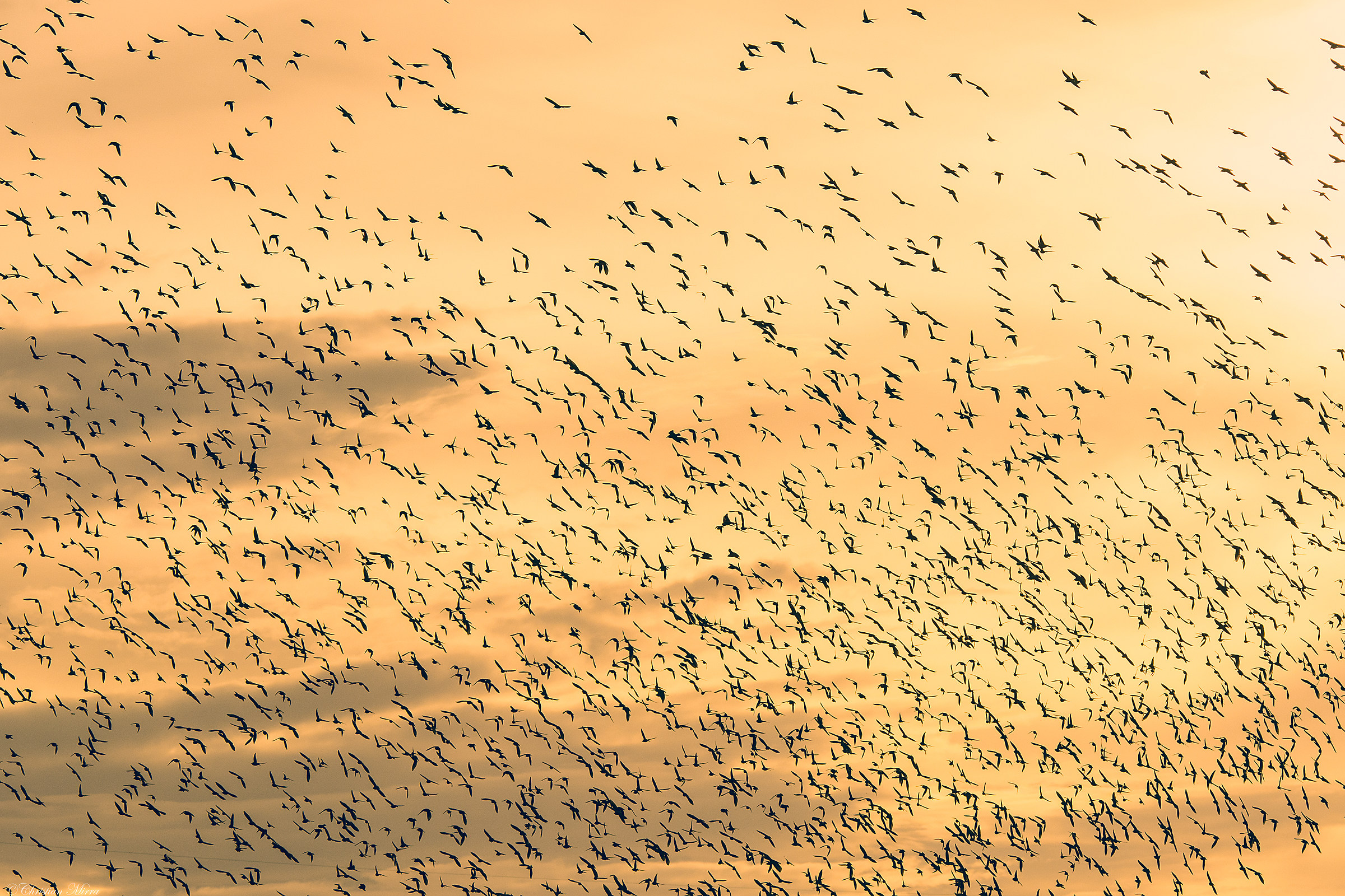 Flock of starlings