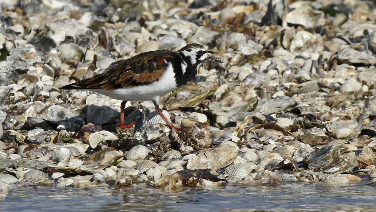 Turnstone a well set and camouflaged.