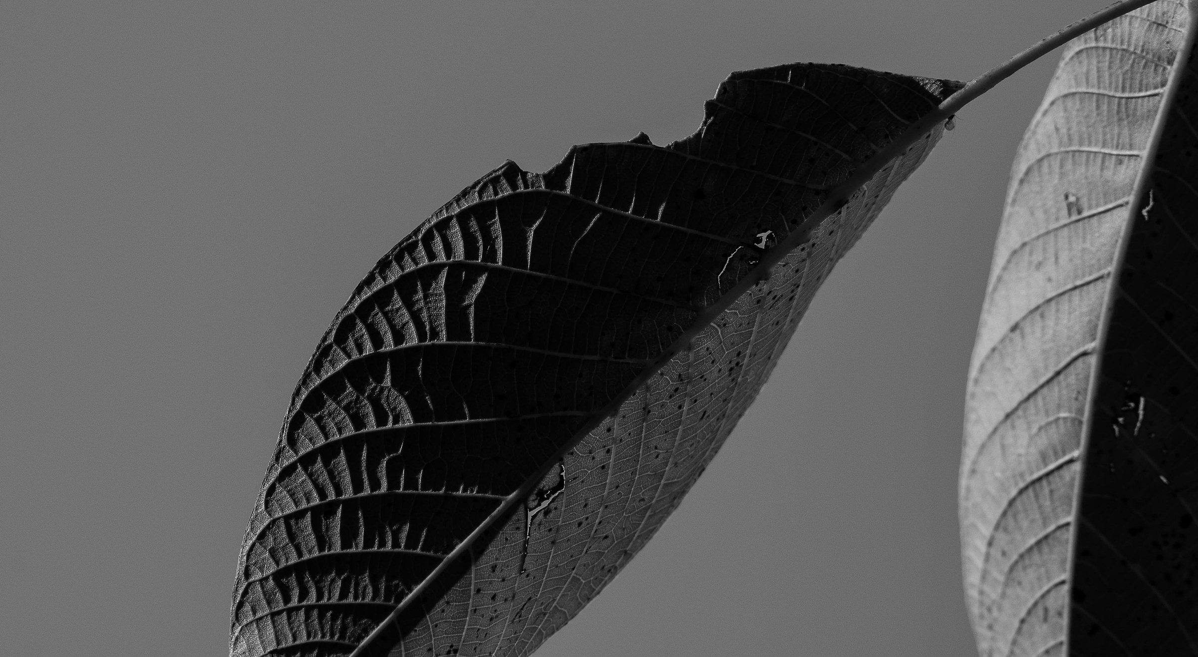 Some light on the nut 7