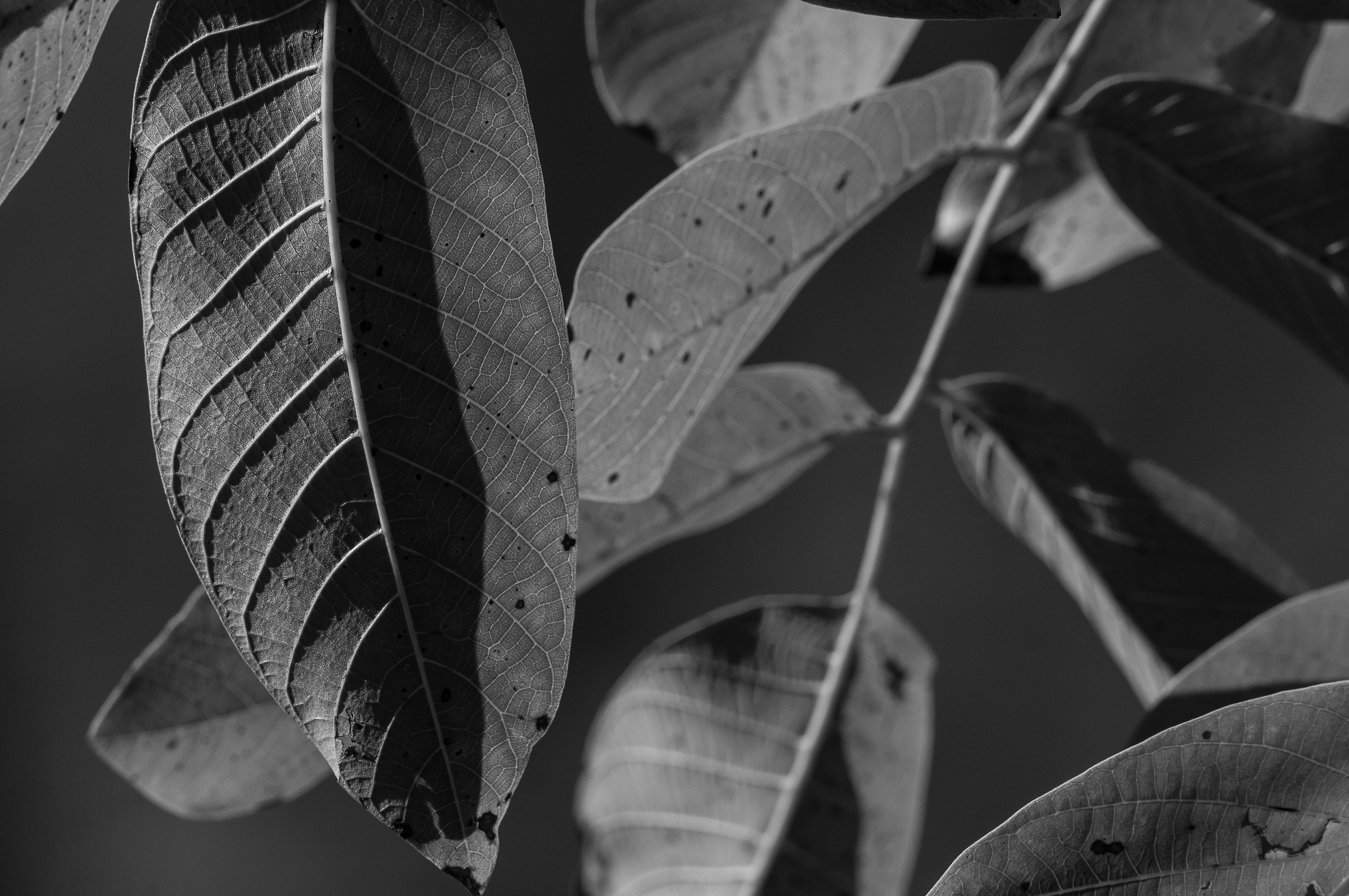 Some light on the nut 8