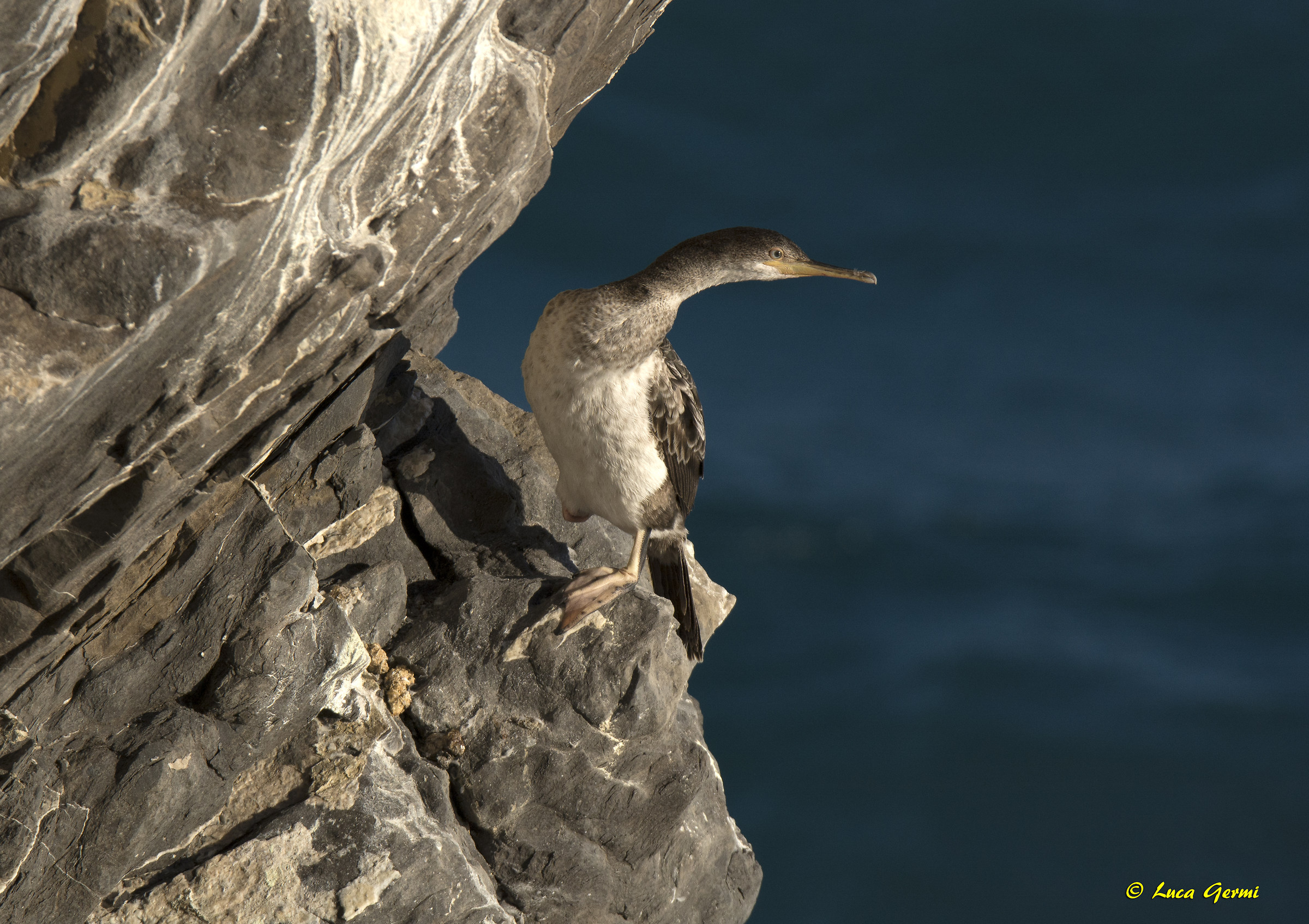 Marangone dal ciuffo