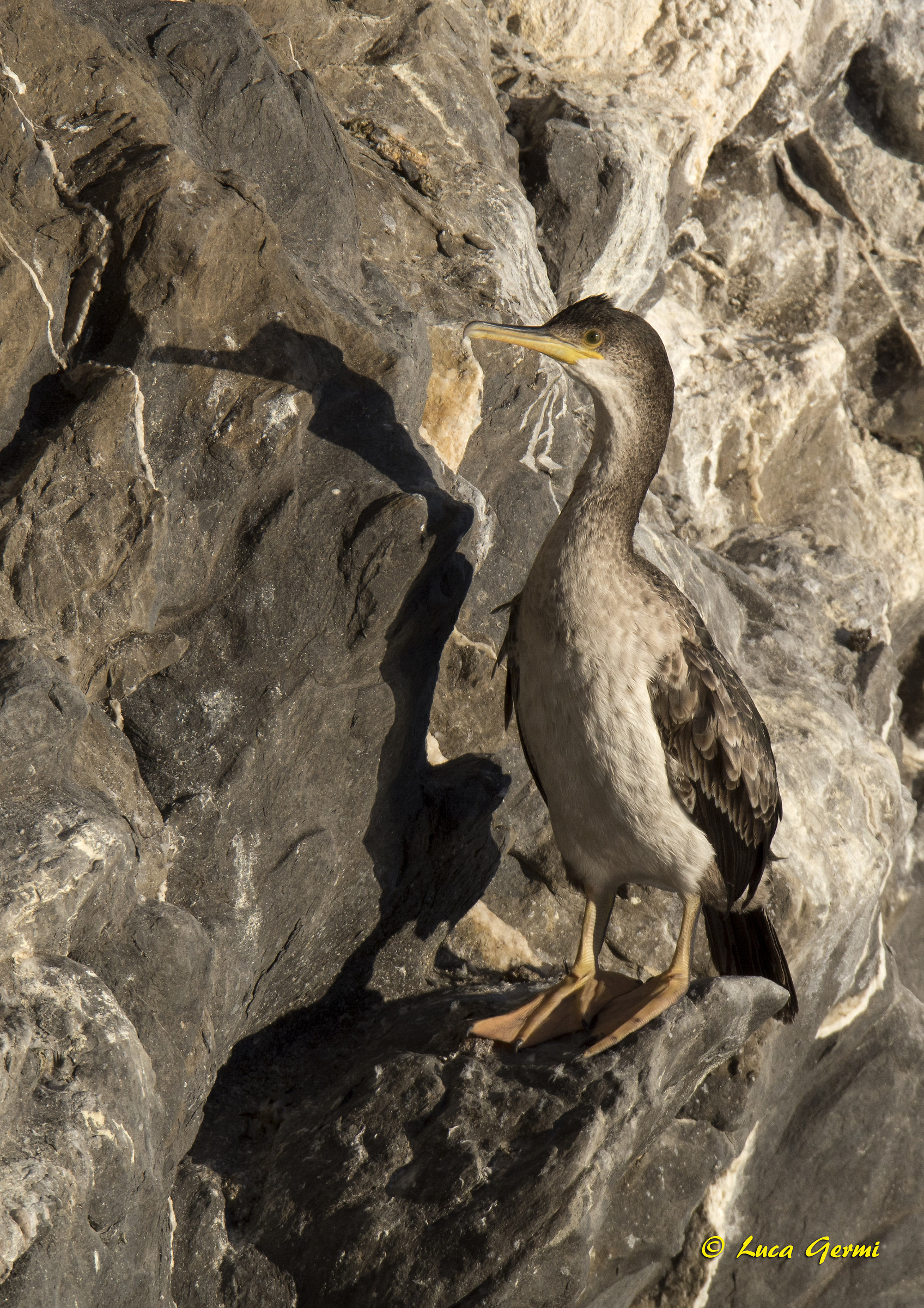 Marangone dal ciuffo