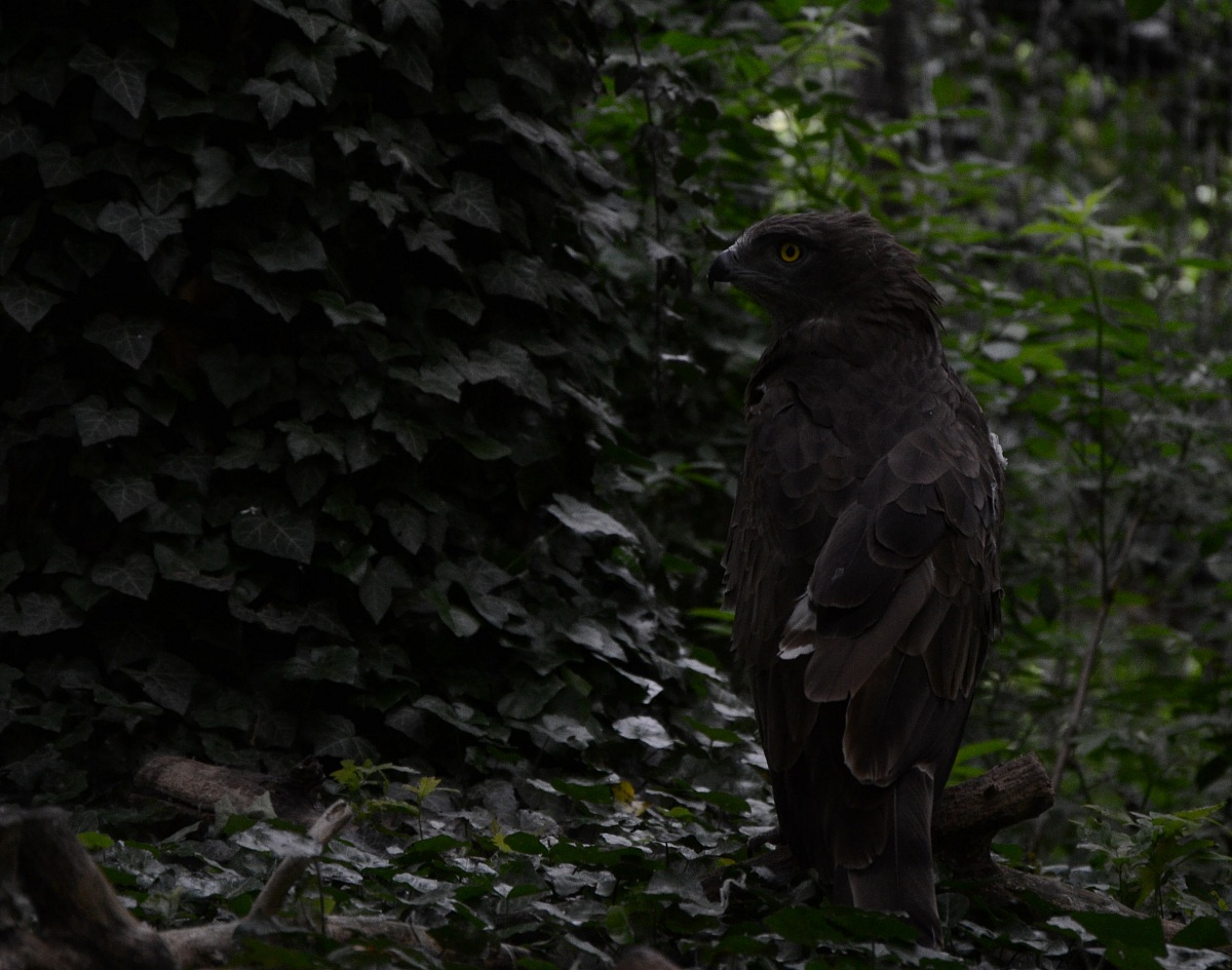 Fotografia naturalistica