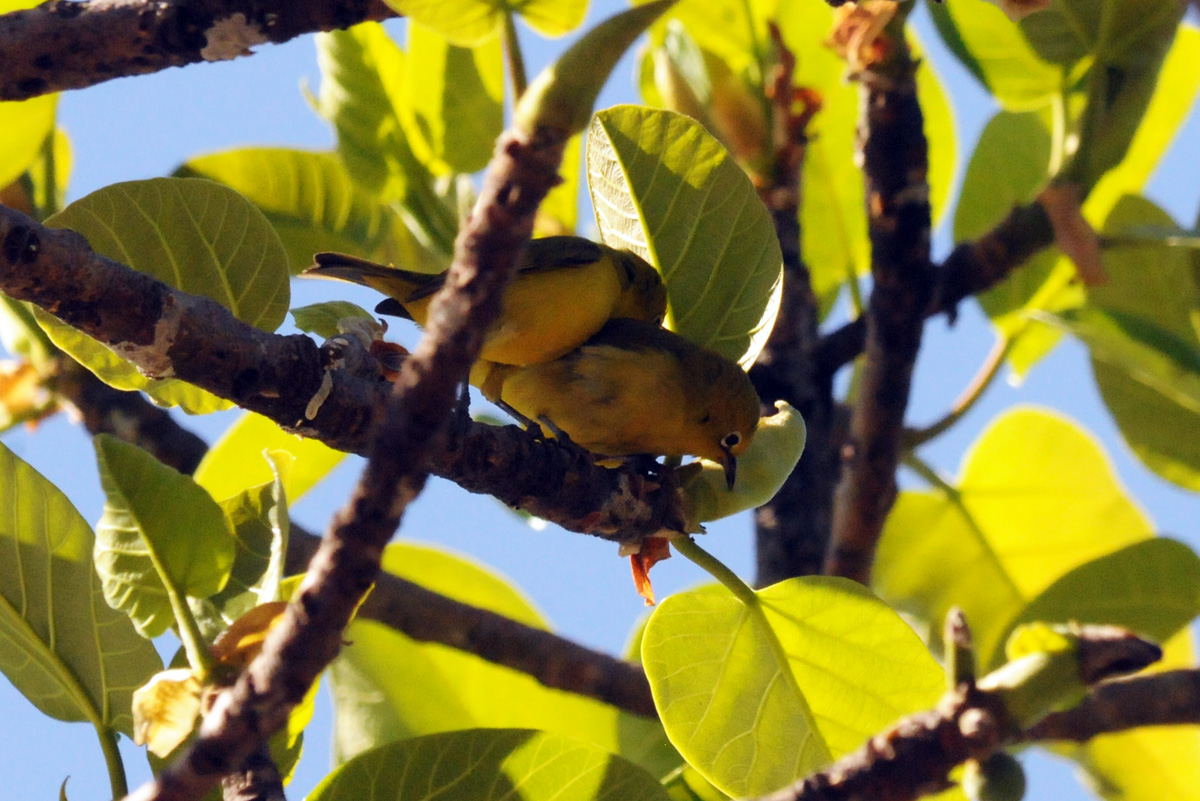 Occhialino quattrocchi
