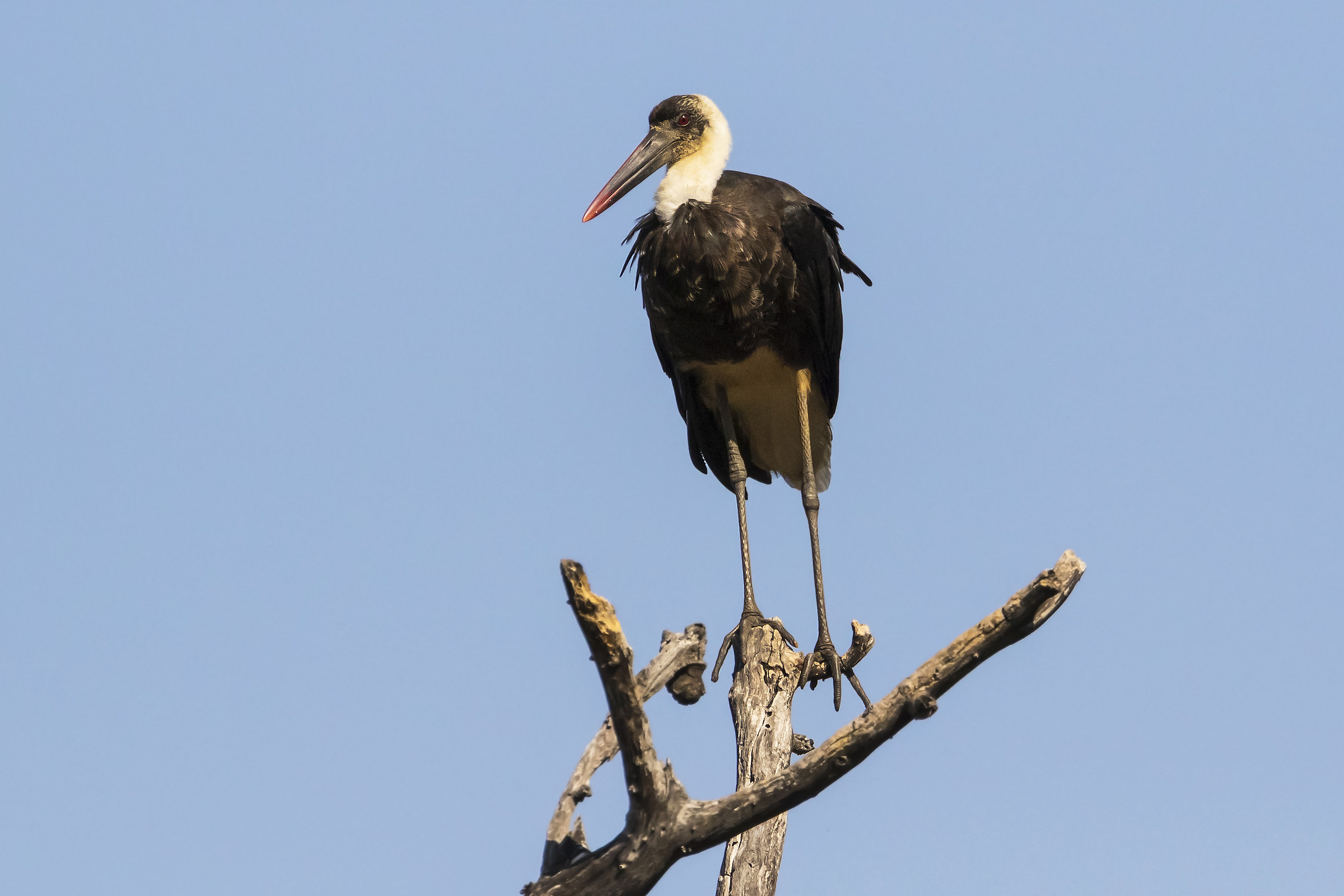 Stork collolagnoso