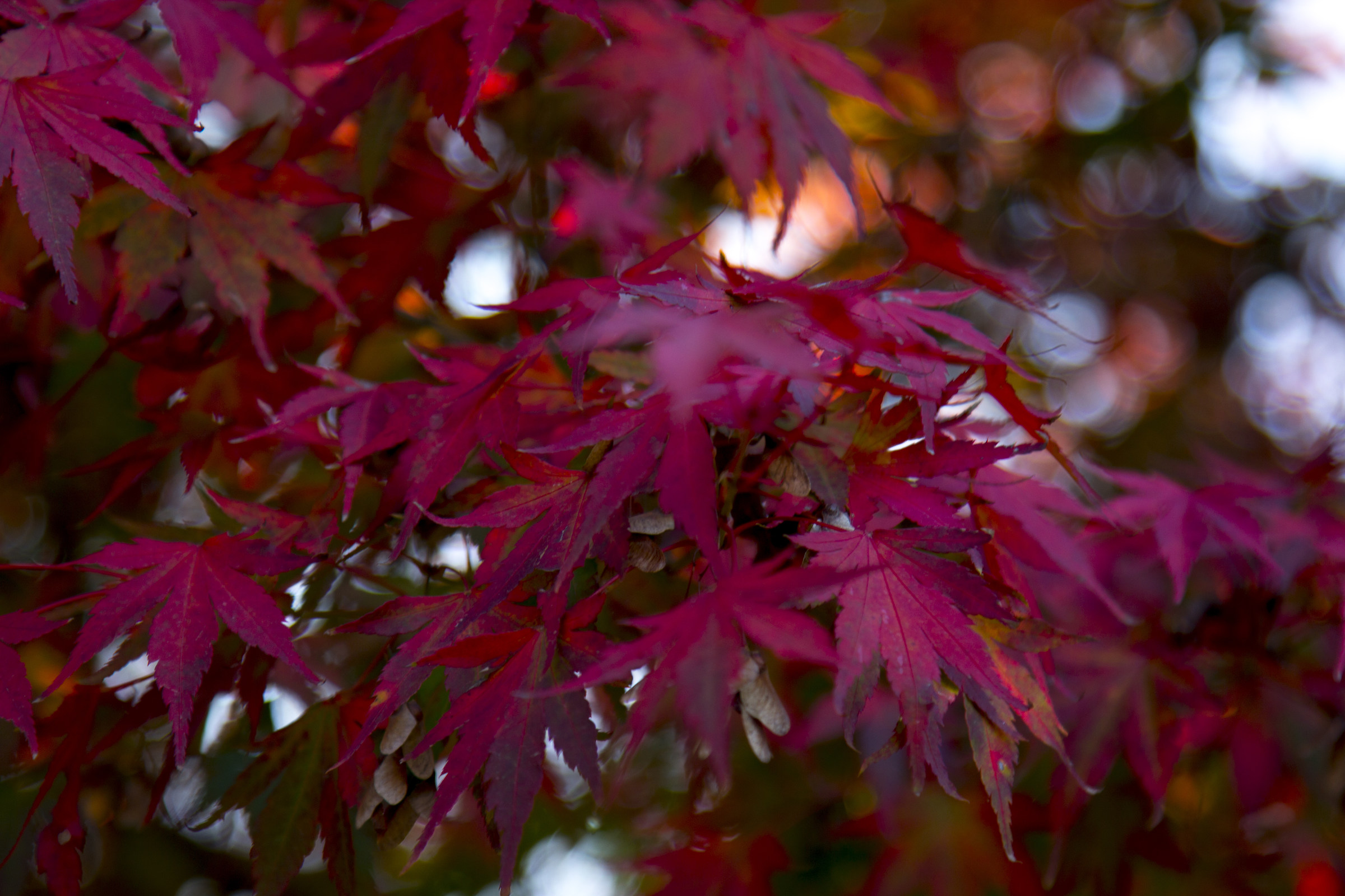 Si sta come d'autunno sugli alberi le foglie
