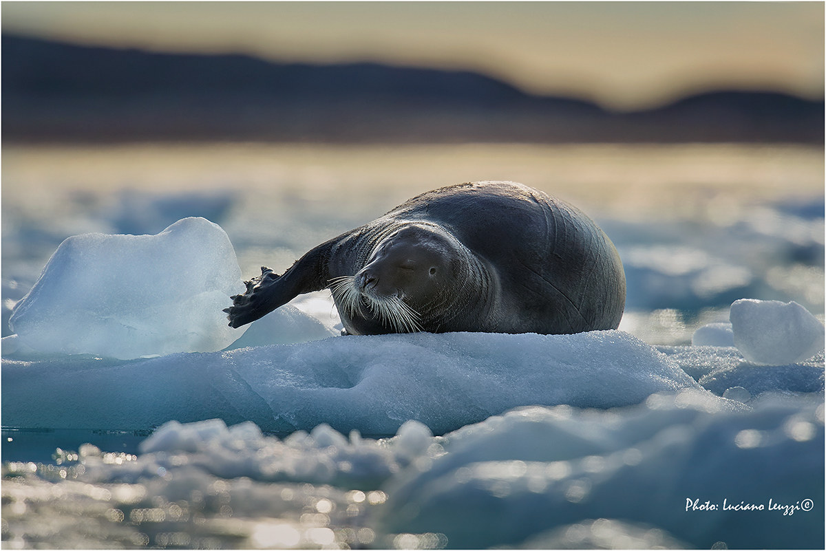 I move so see better