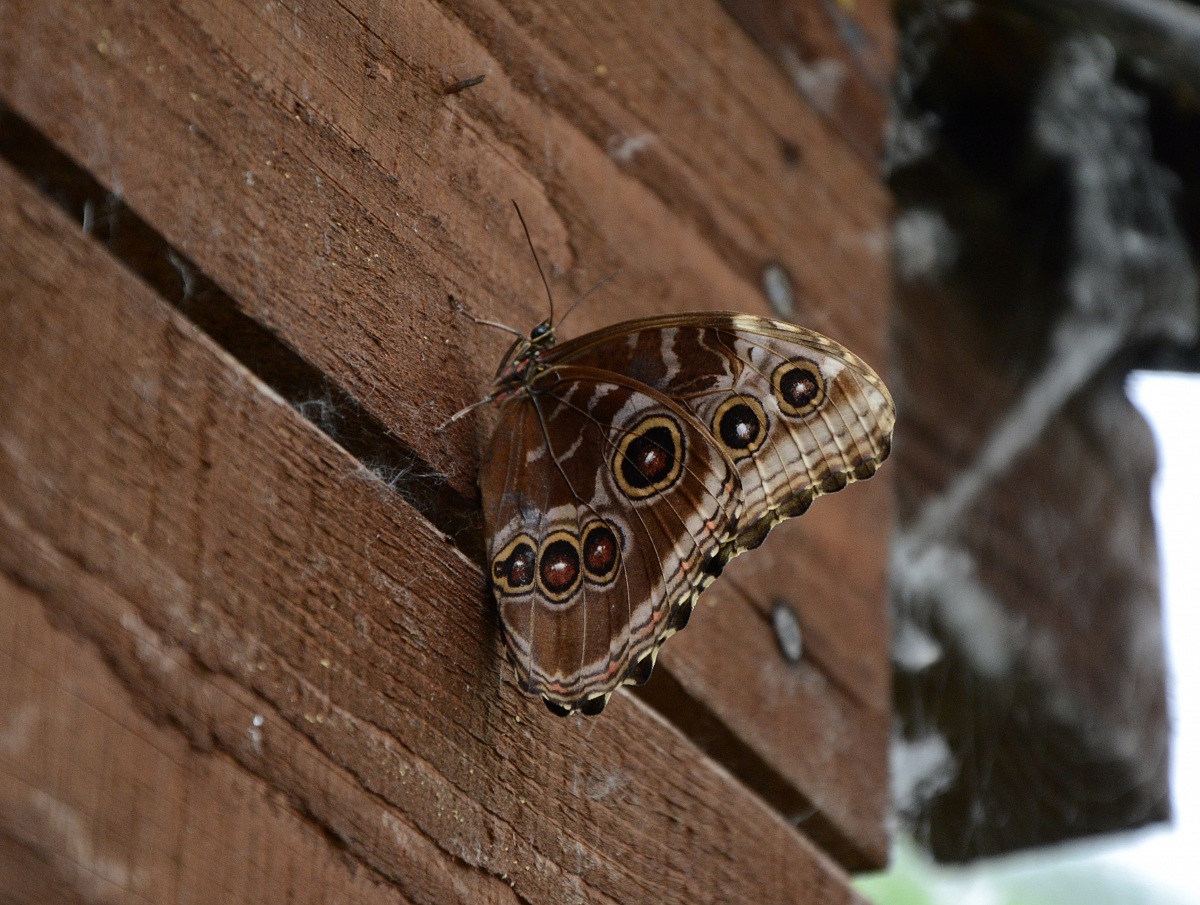Fotografia naturalistica