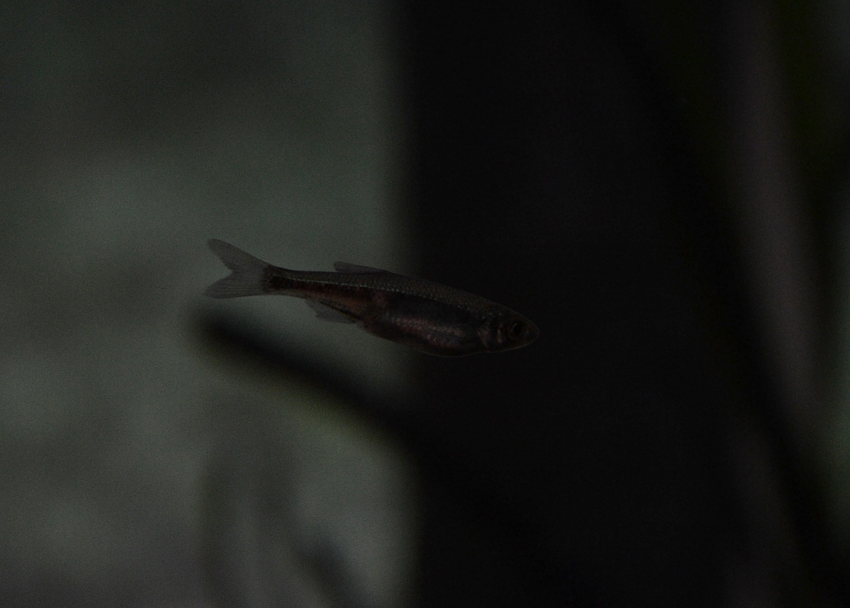 Fotografia naturalistica