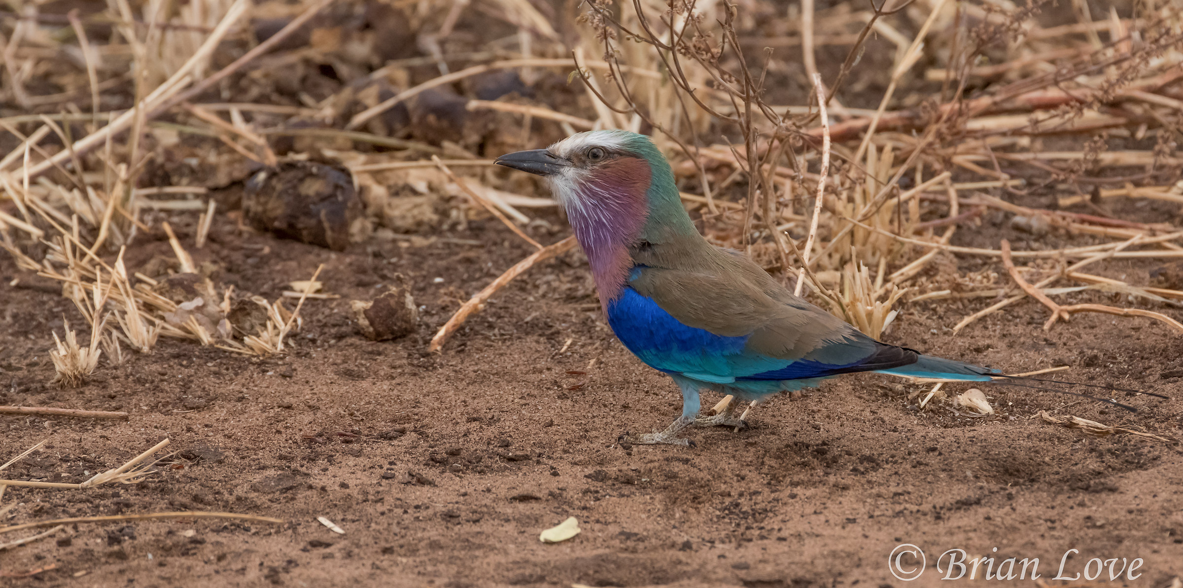 Il cappotto di molti colori