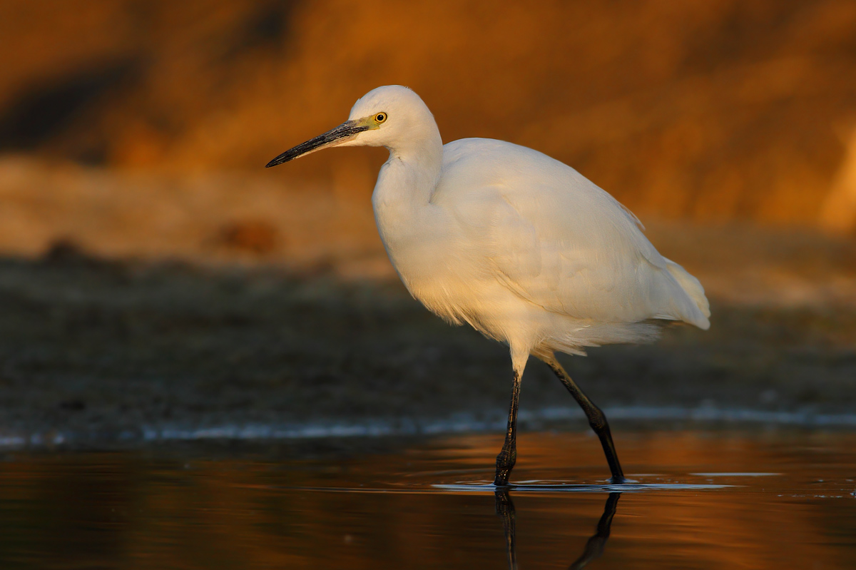 egret