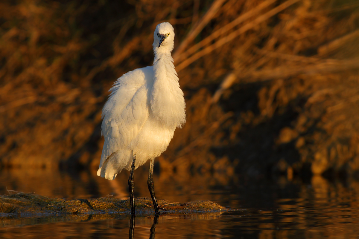 egret