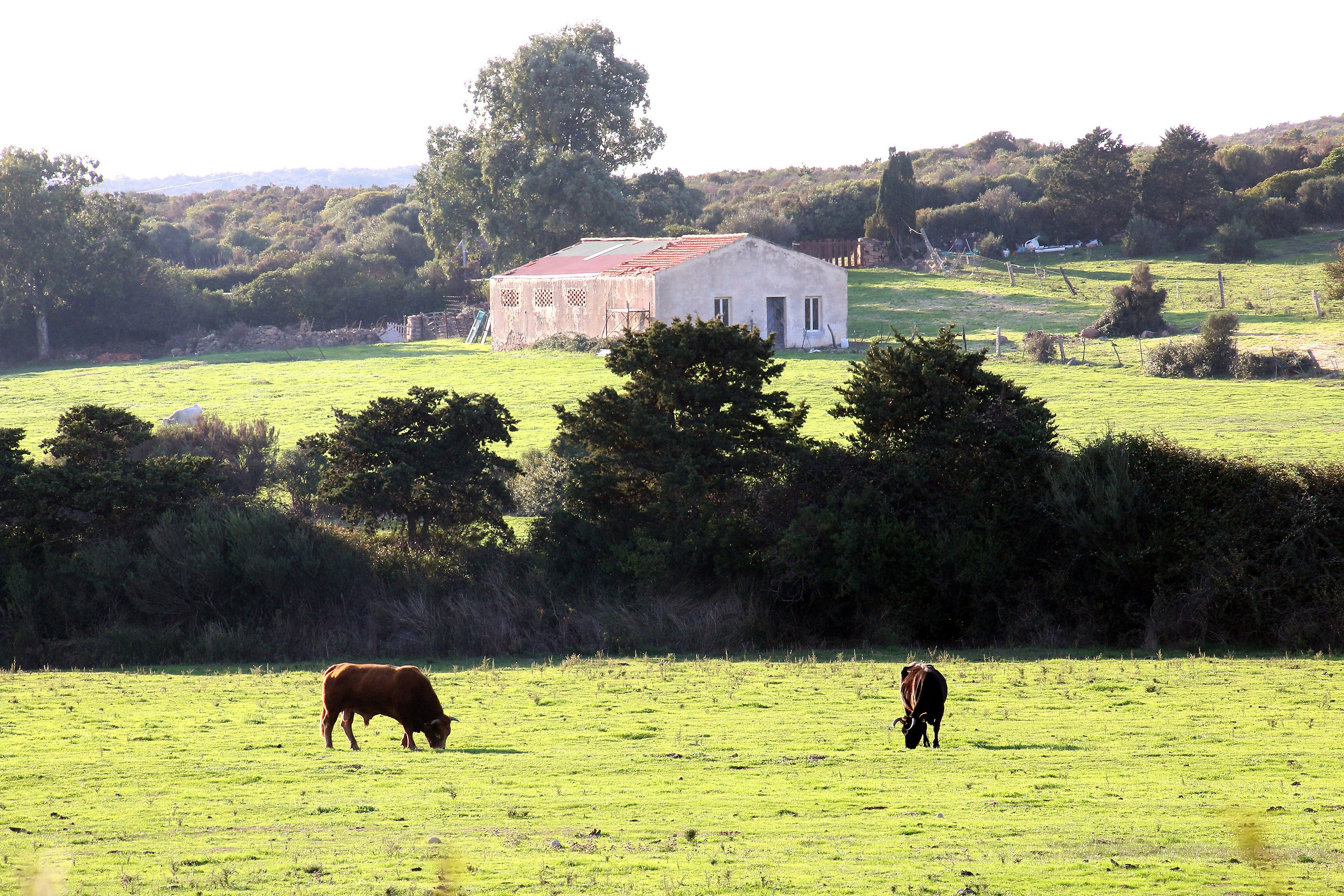 Gallura countryside