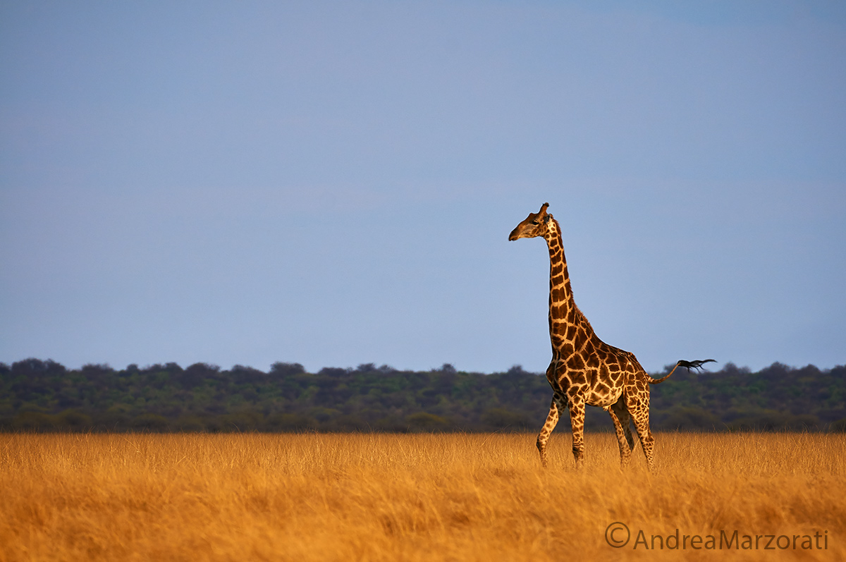 Giraffe, Etosha