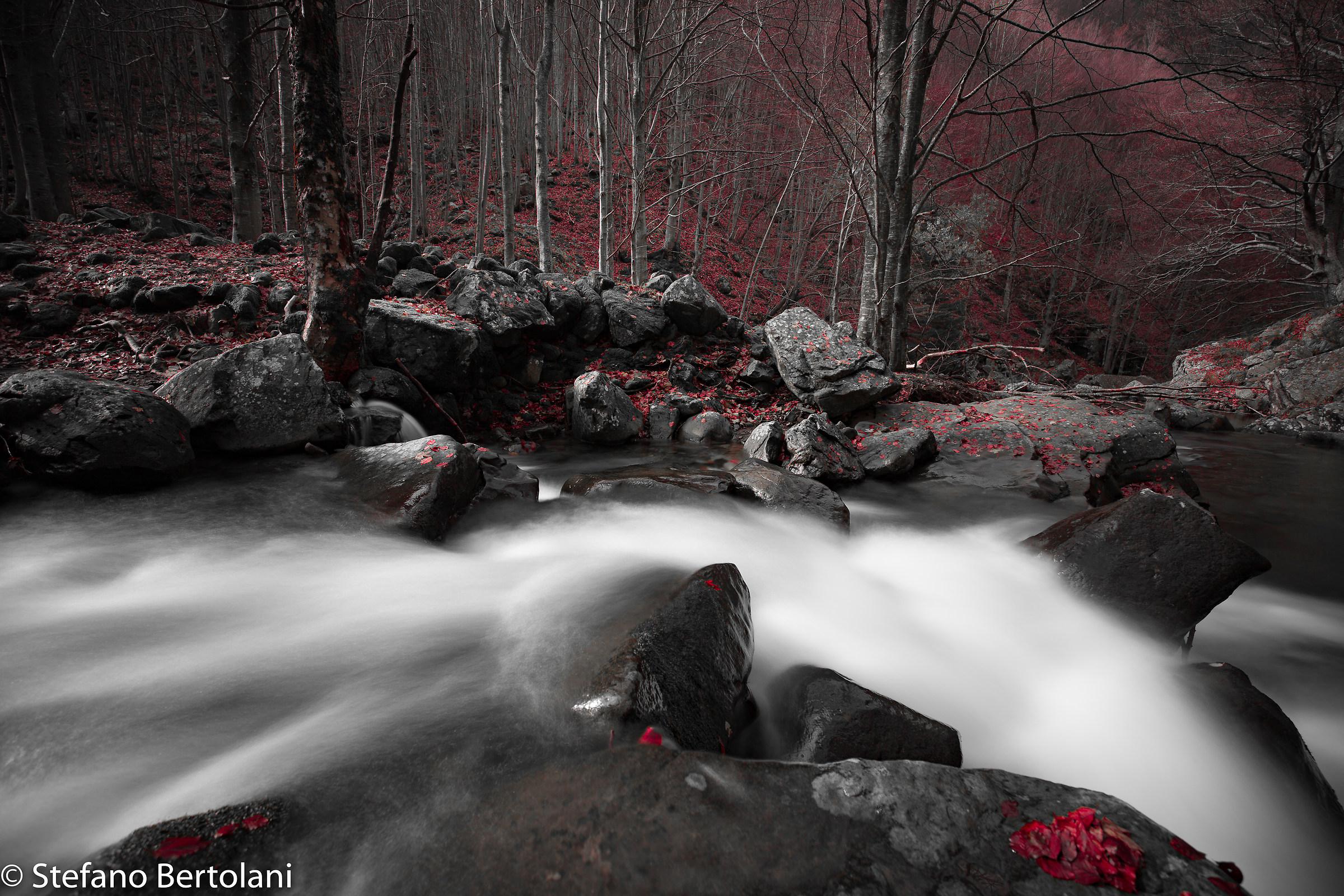 Undergrowth enchanted