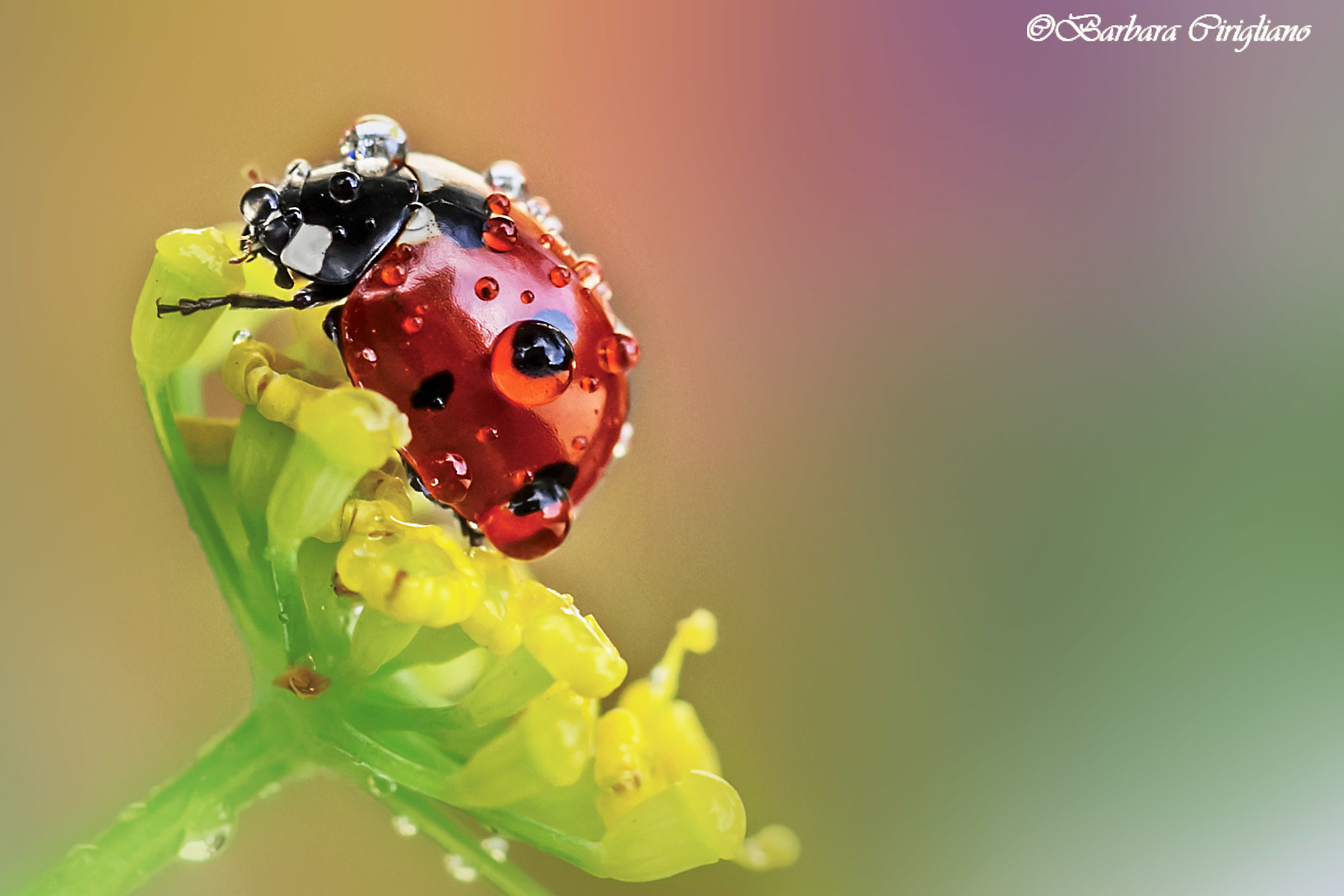 The Diamond of Nature