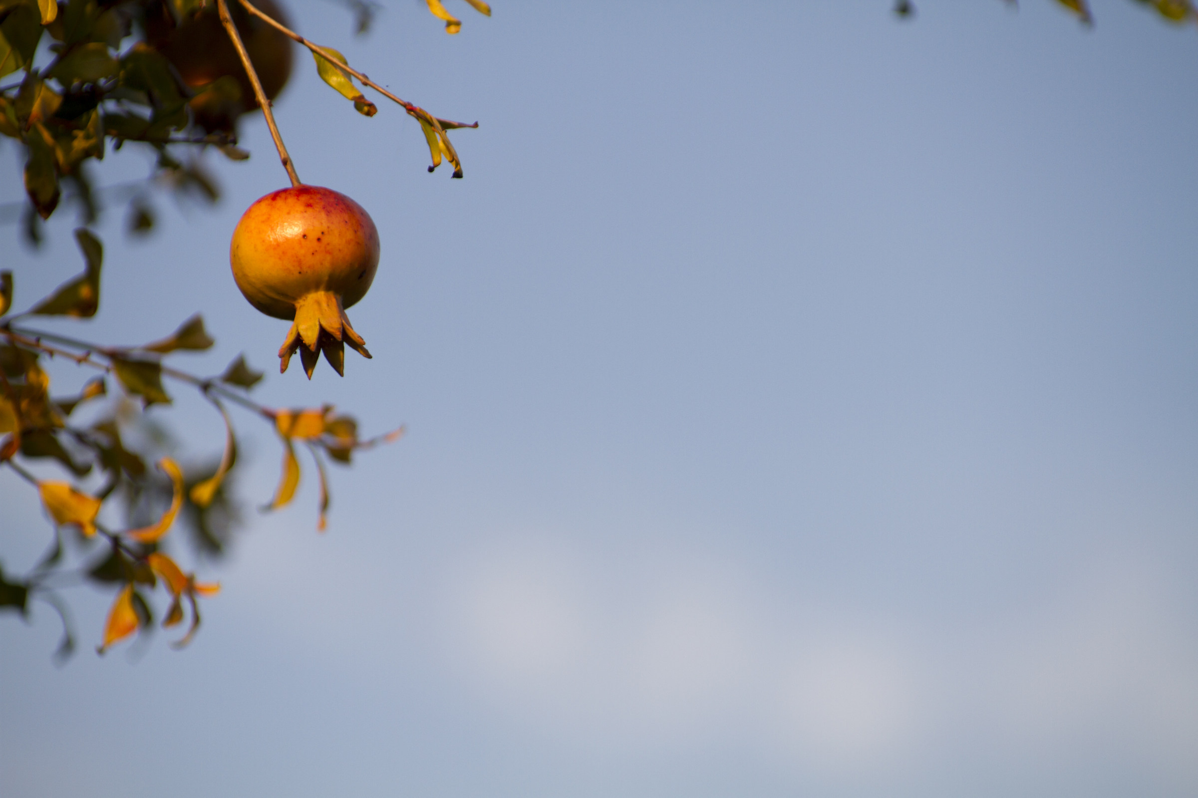 Pomegranate
