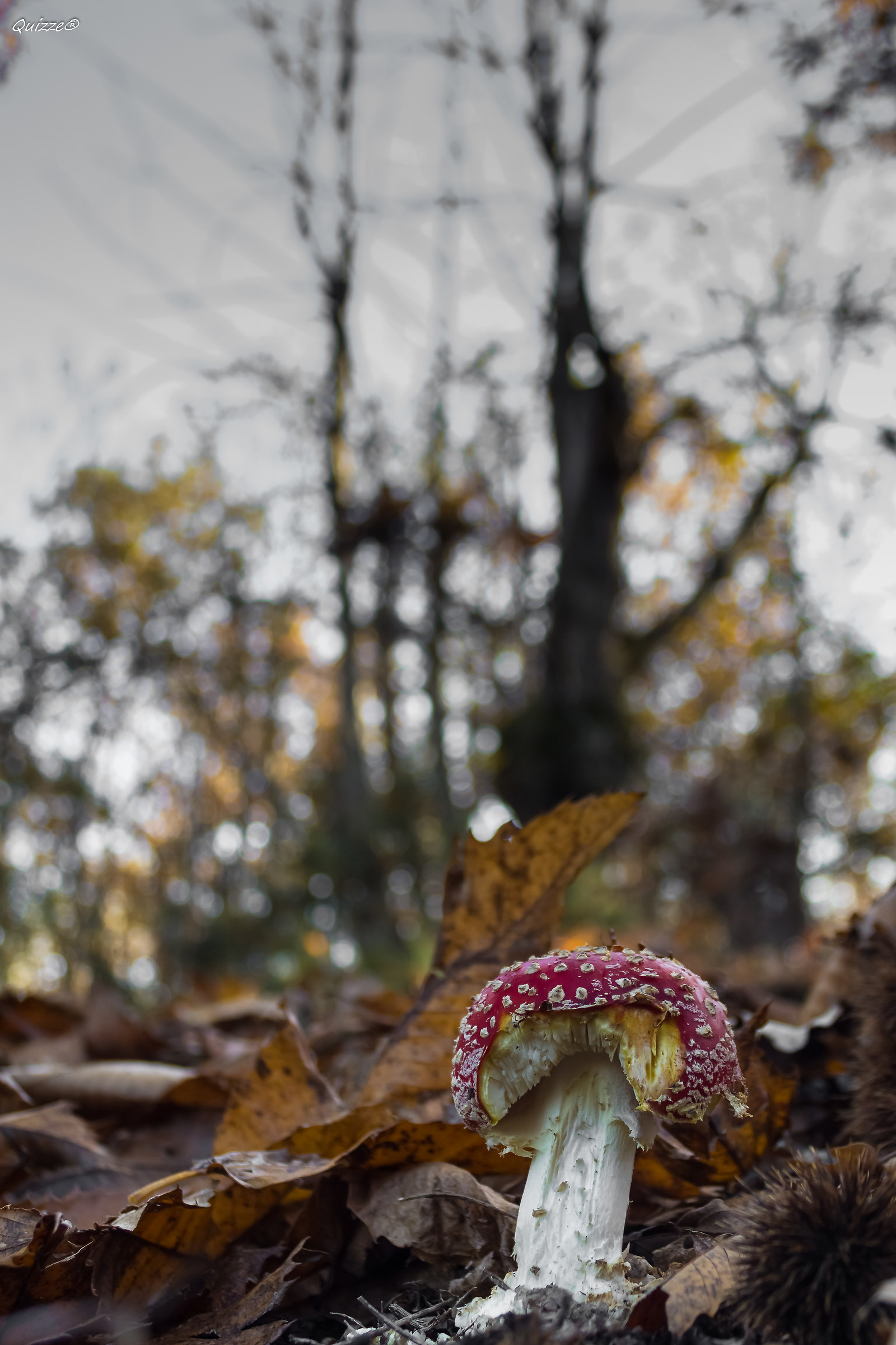 Amanita1